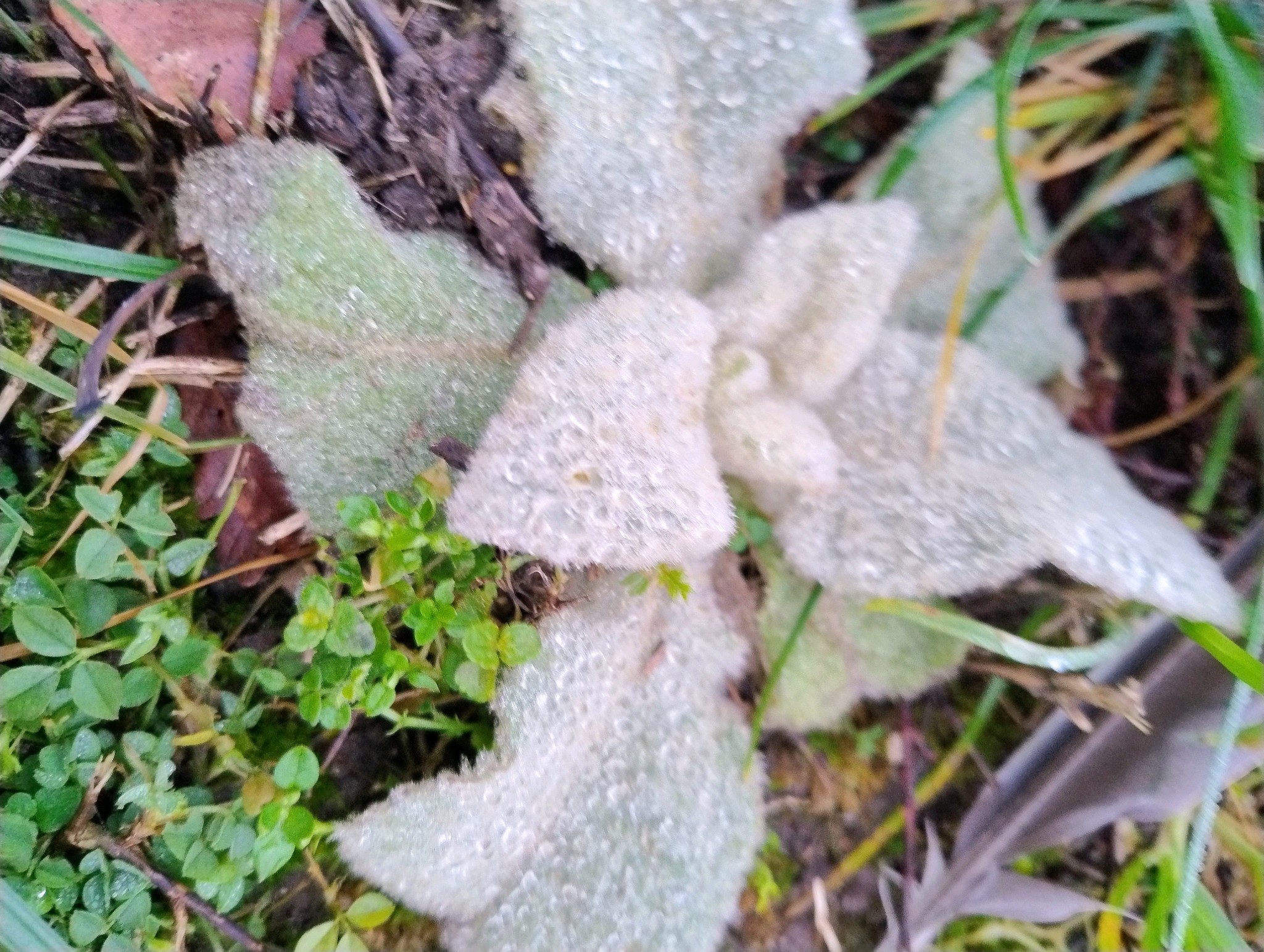 Verbascum thapsus (common mullein) (alternate view 11)