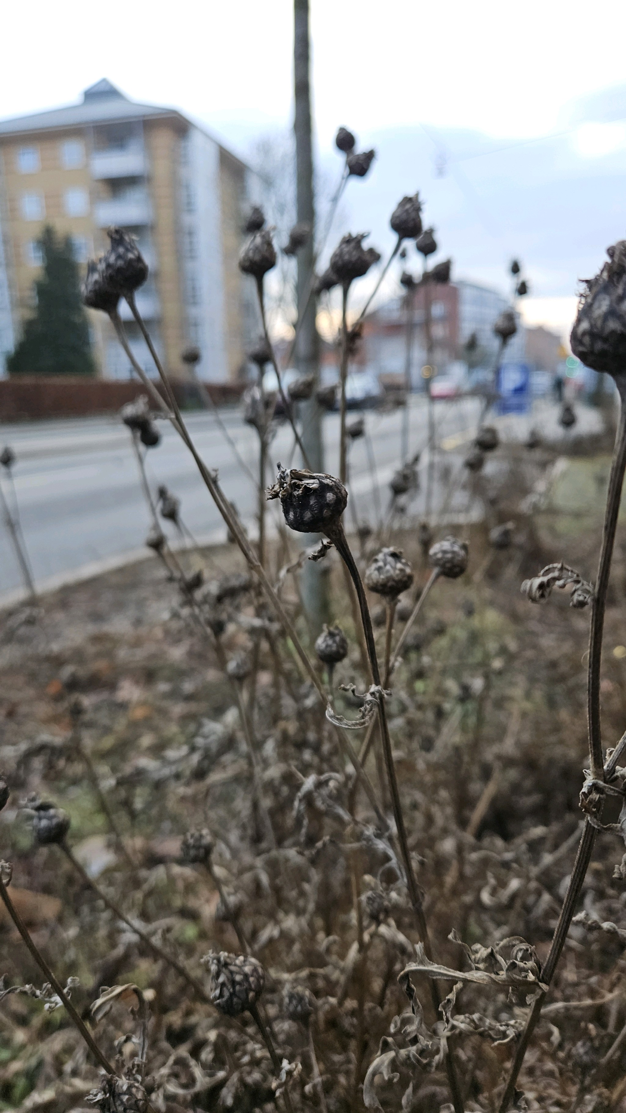 Centaurea scabiosa (Greater Knapweed) (alternate view 11)