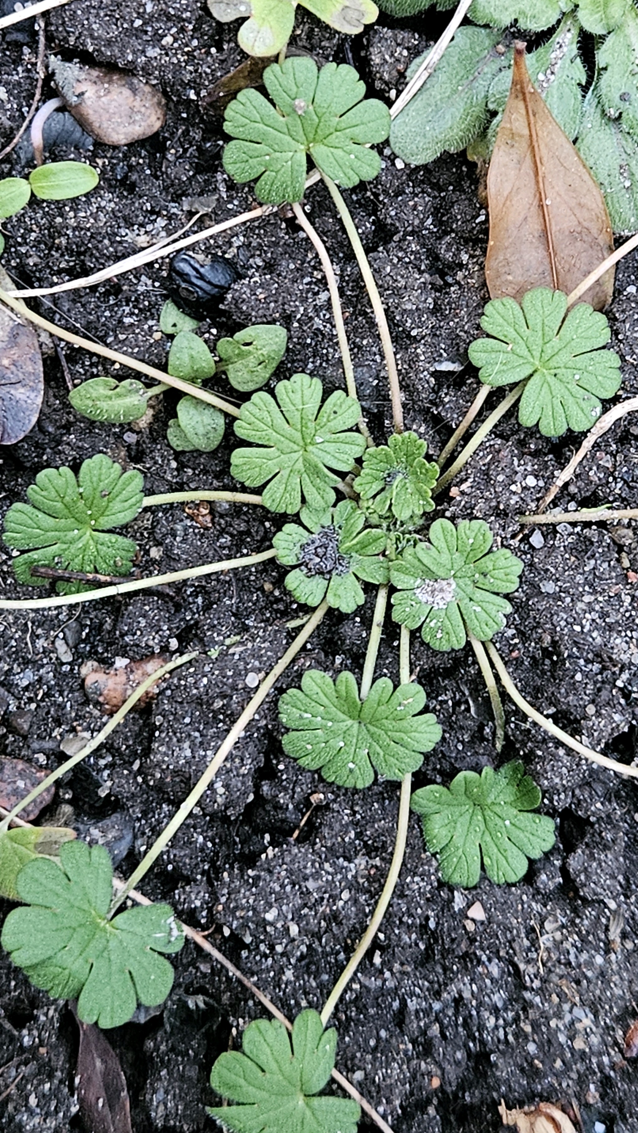 Geranium pusillum (Small-flowered Crane's-bill) (alternate view 13)