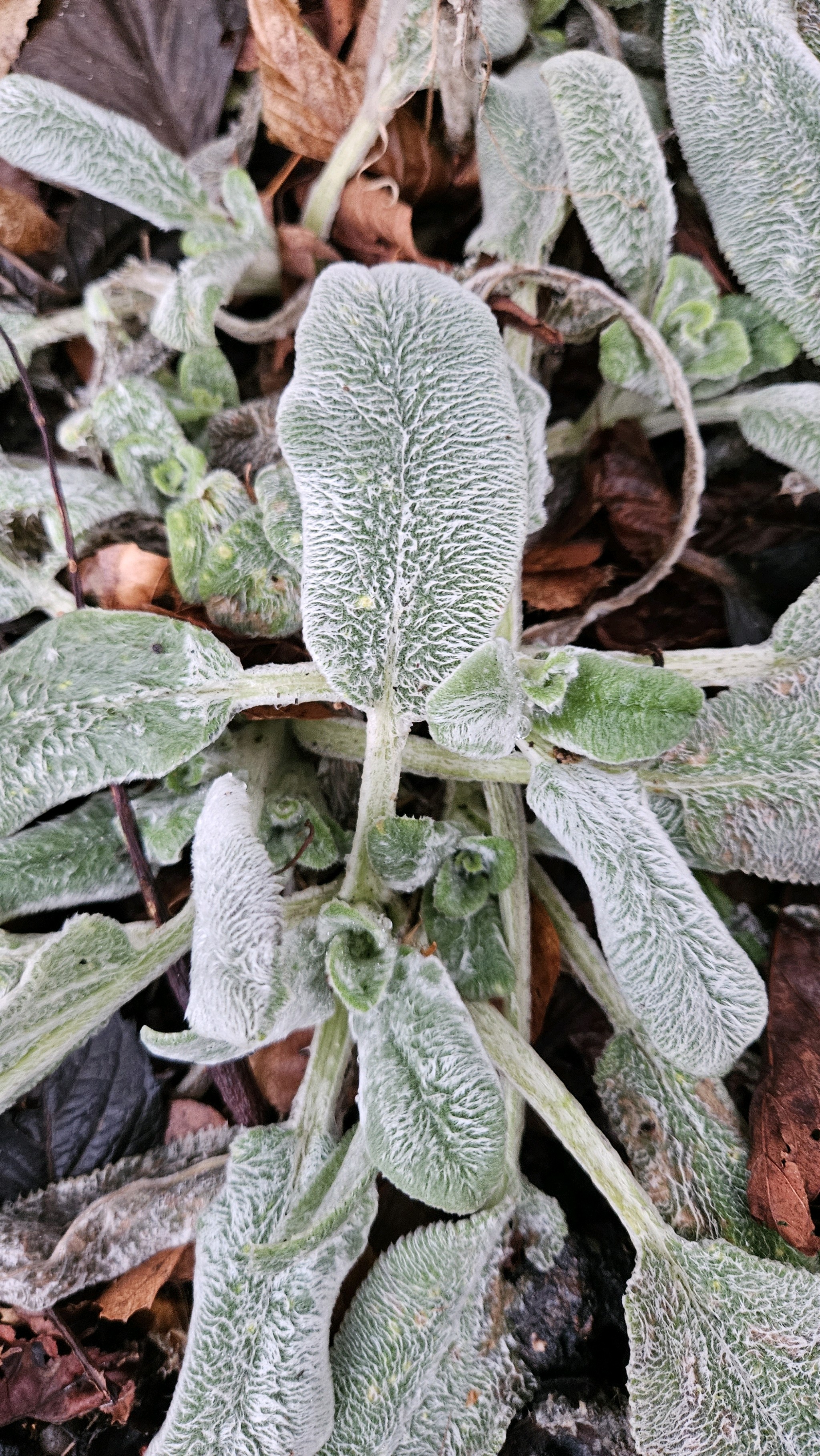 Stachys (Hedgenettles) (alternate view 3)