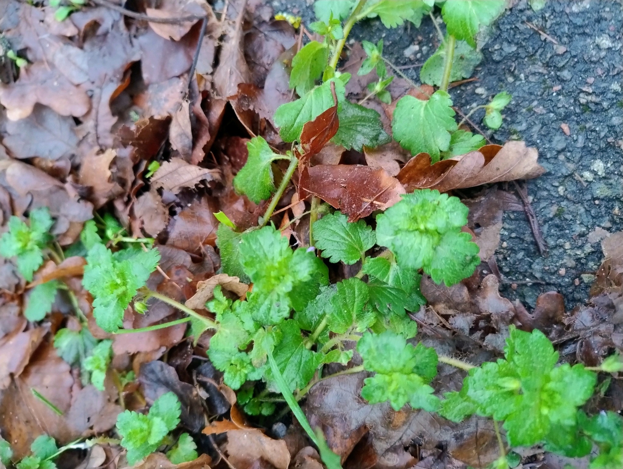 Veronica persica (bird's-eye speedwell) (alternate view 12)
