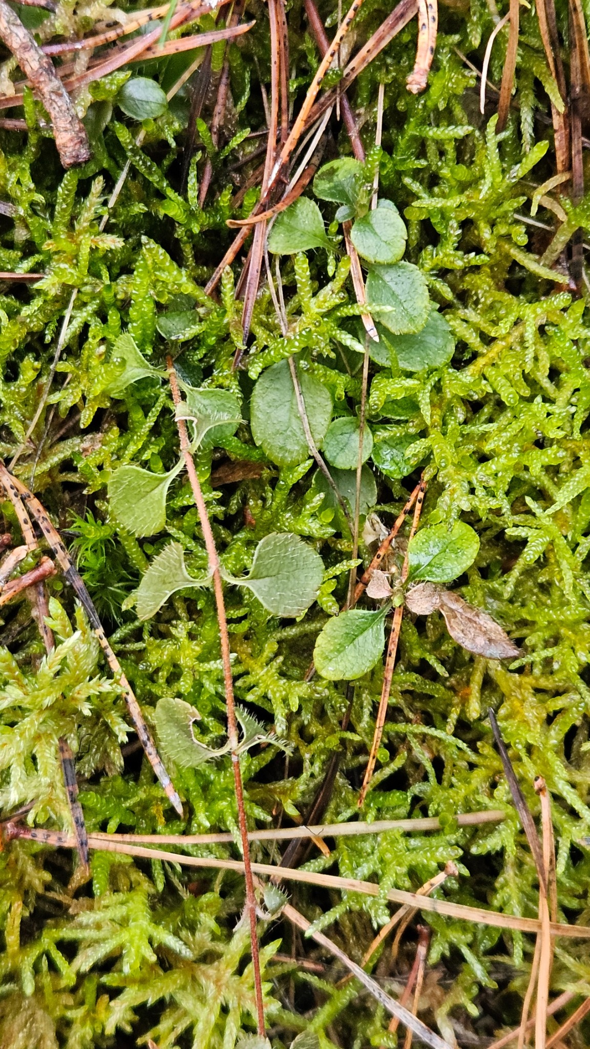 Linnaea borealis (twinflower) (alternate view 10)