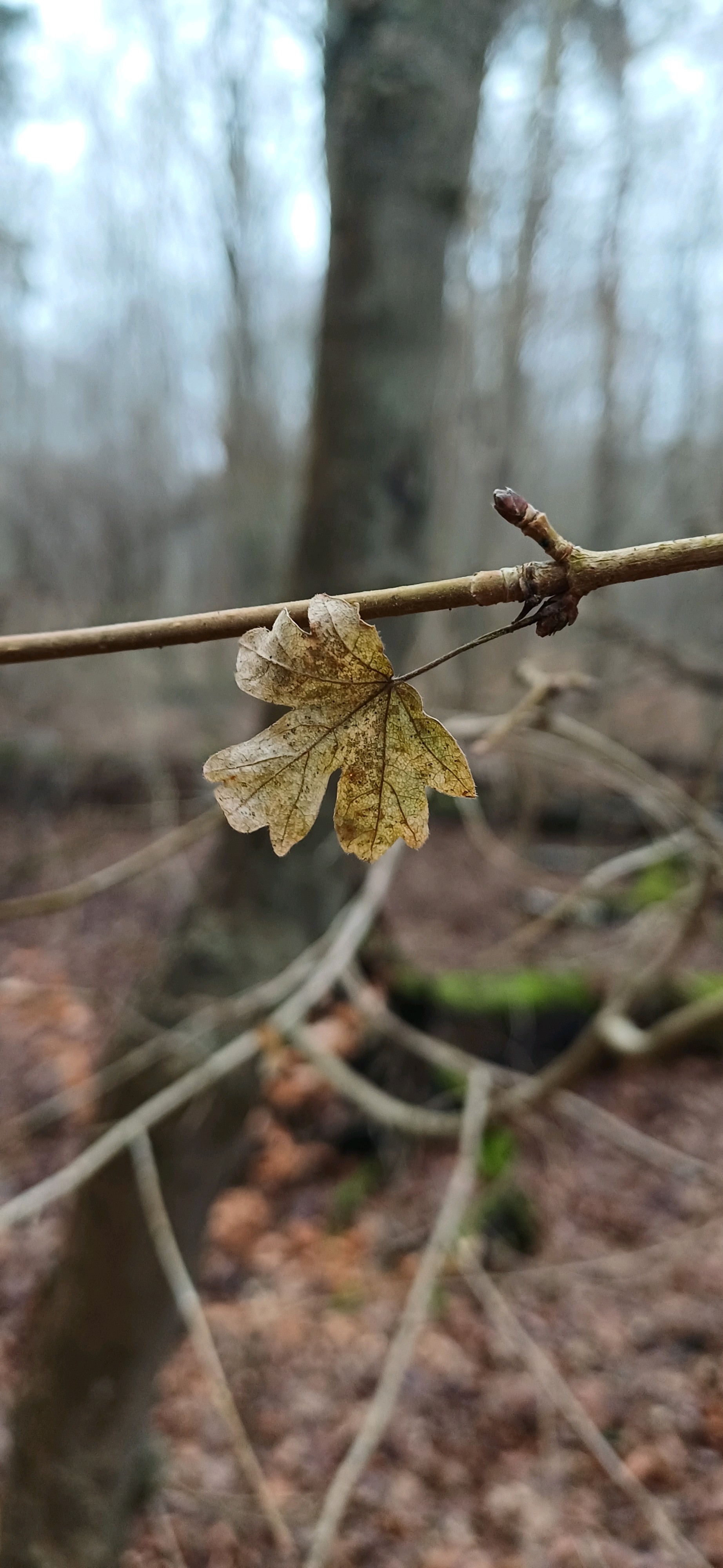 Acer campestre (Field Maple) (alternate view 15)
