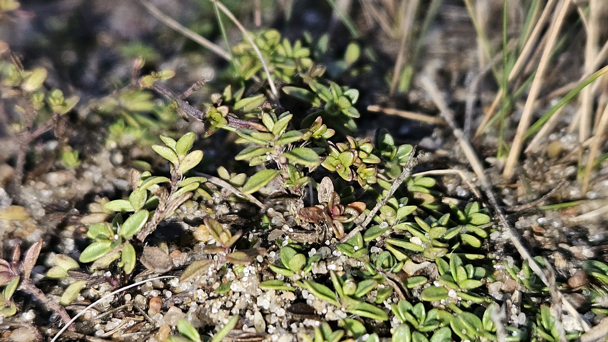 Thymus serpyllum (Wild Thyme) (alternate view 12)