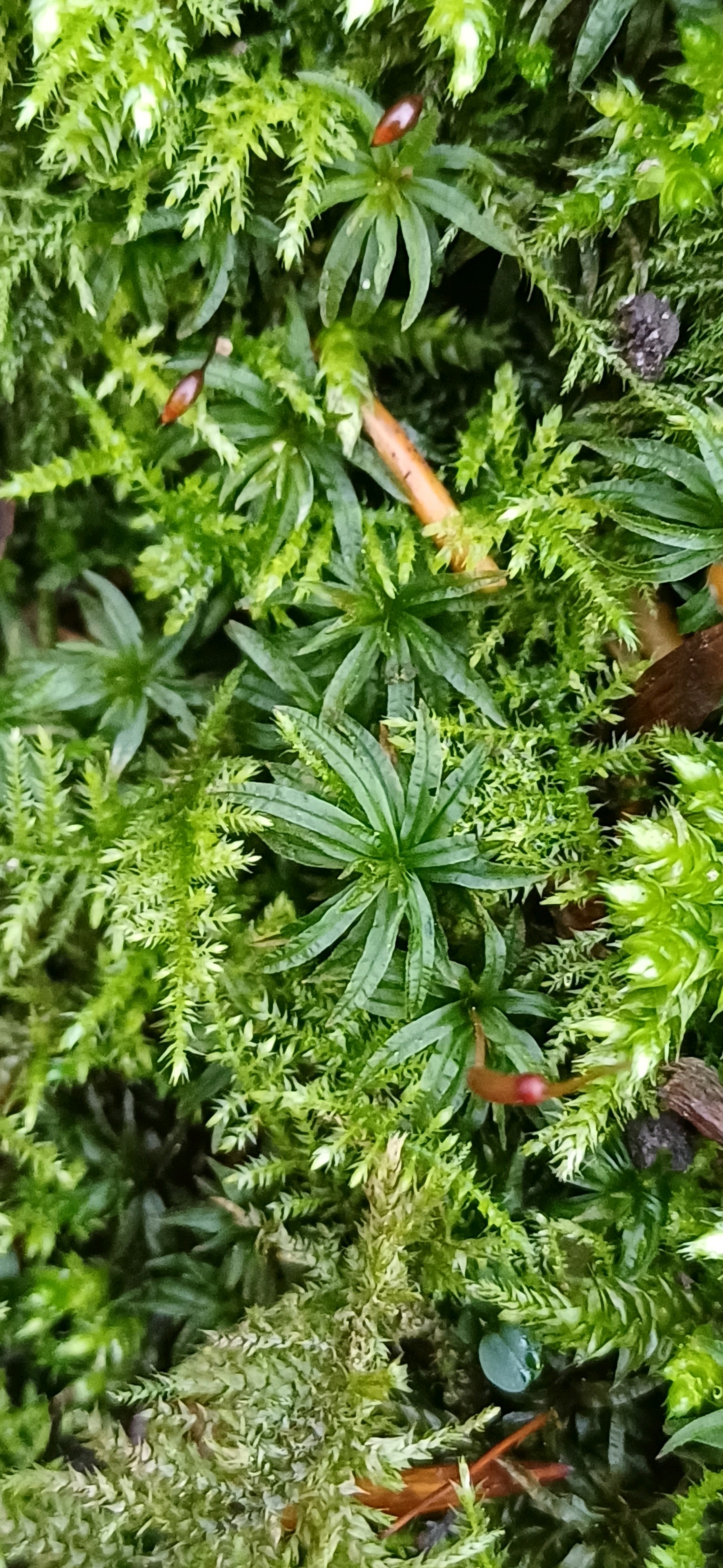 Atrichum (Smoothcap Mosses) (alternate view 3)