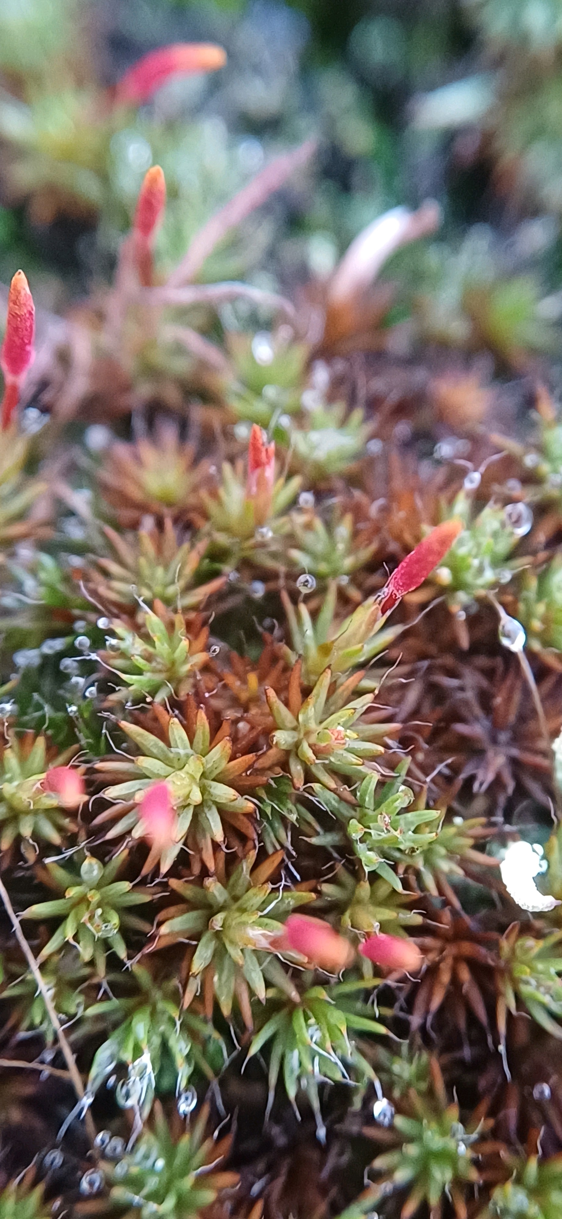 Polytrichum piliferum (bristly haircap moss) (alternate view 13)
