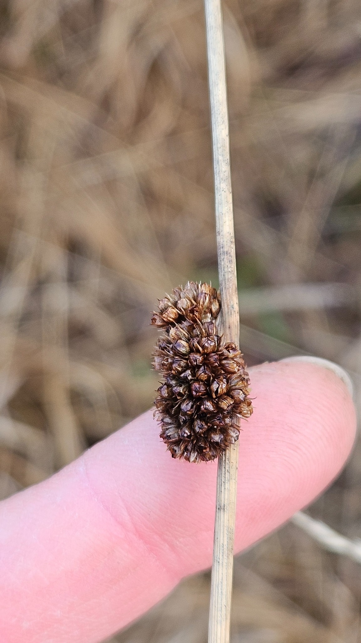 Juncus conglomeratus (Compact Rush) (alternate view 10)