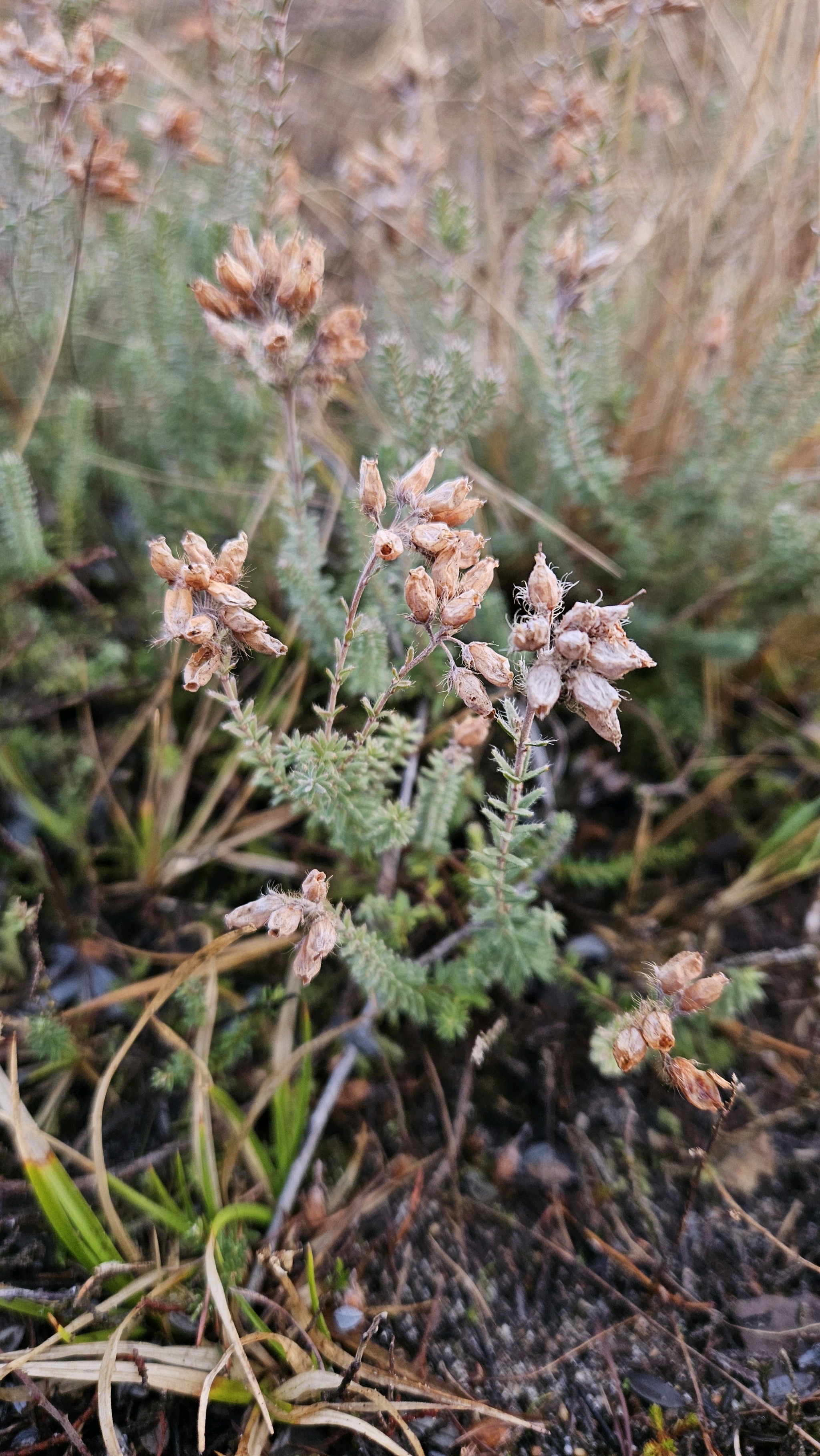 Erica tetralix (Cross-leaved Heath) (alternate view 11)