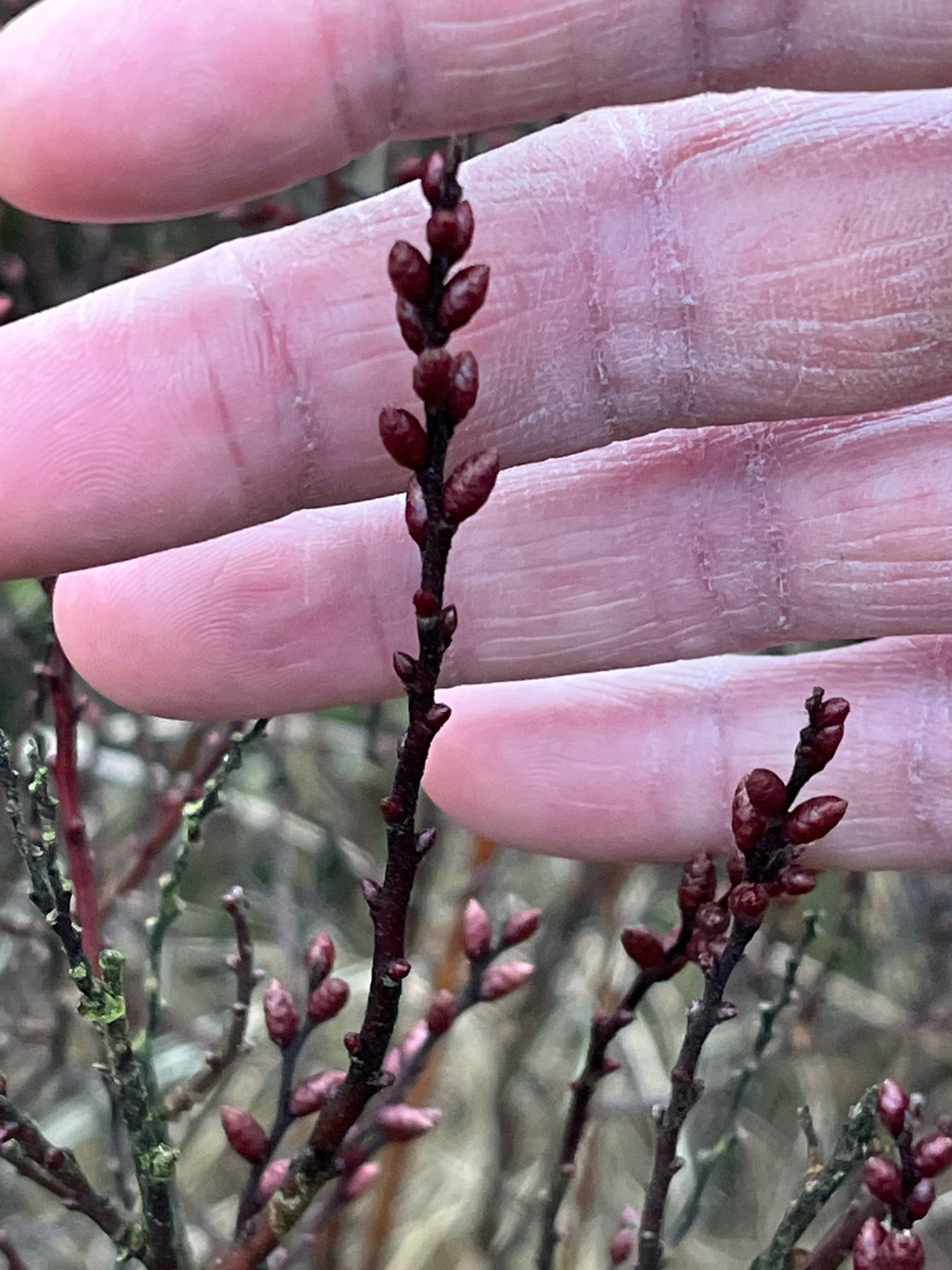 Myrica gale (Sweetgale)