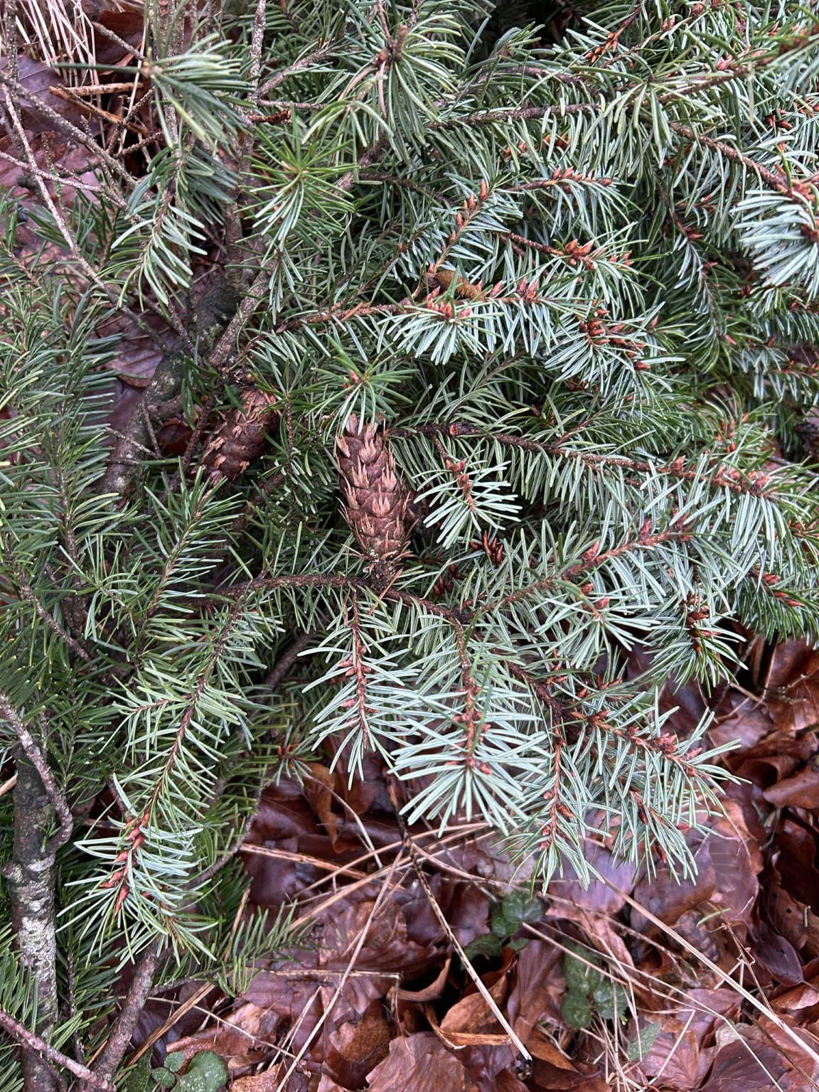 Pseudotsuga menziesii (Douglas fir) (alternate view 2)