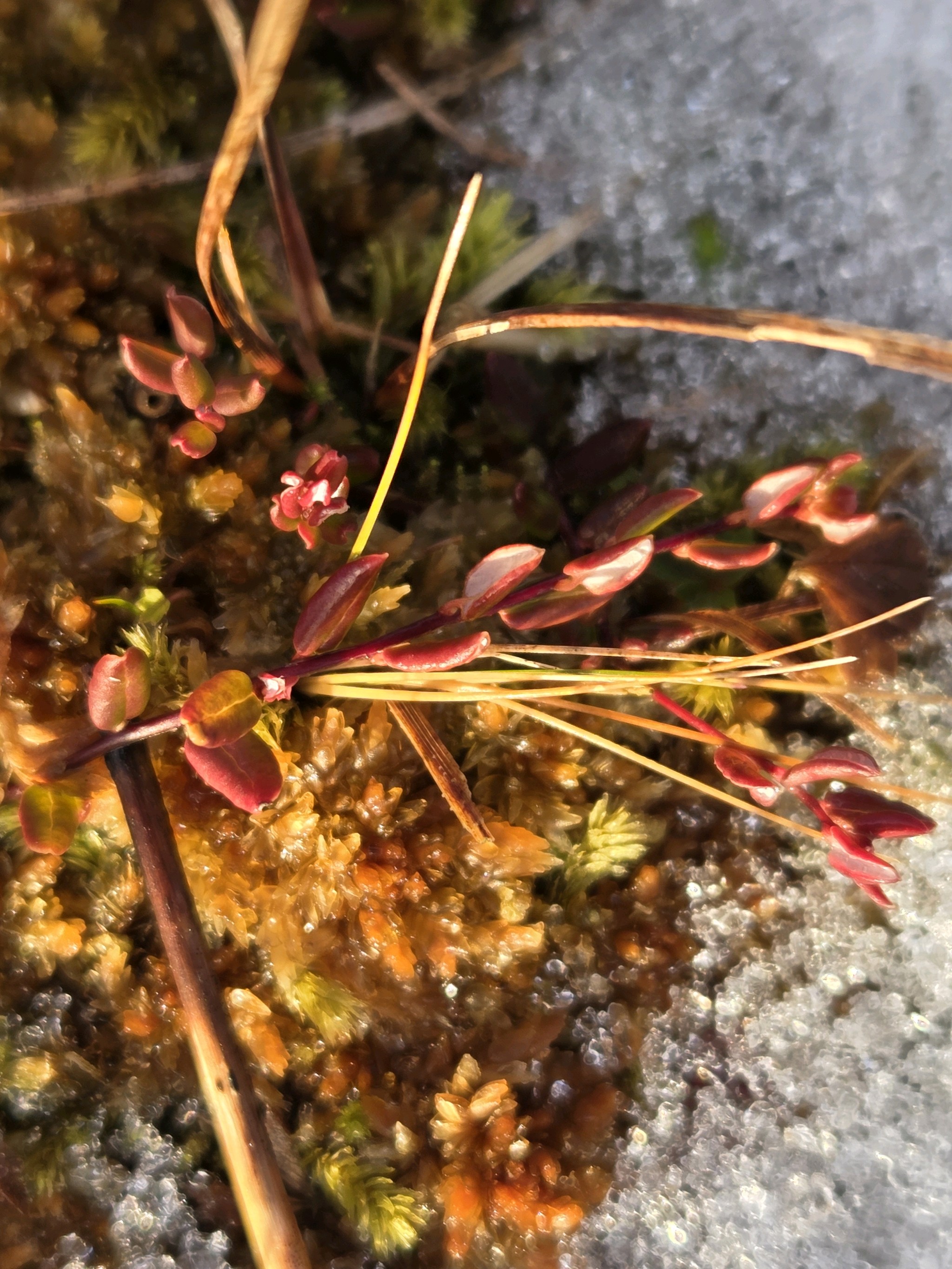 Vaccinium oxycoccos (bog cranberry) (alternate view 13)