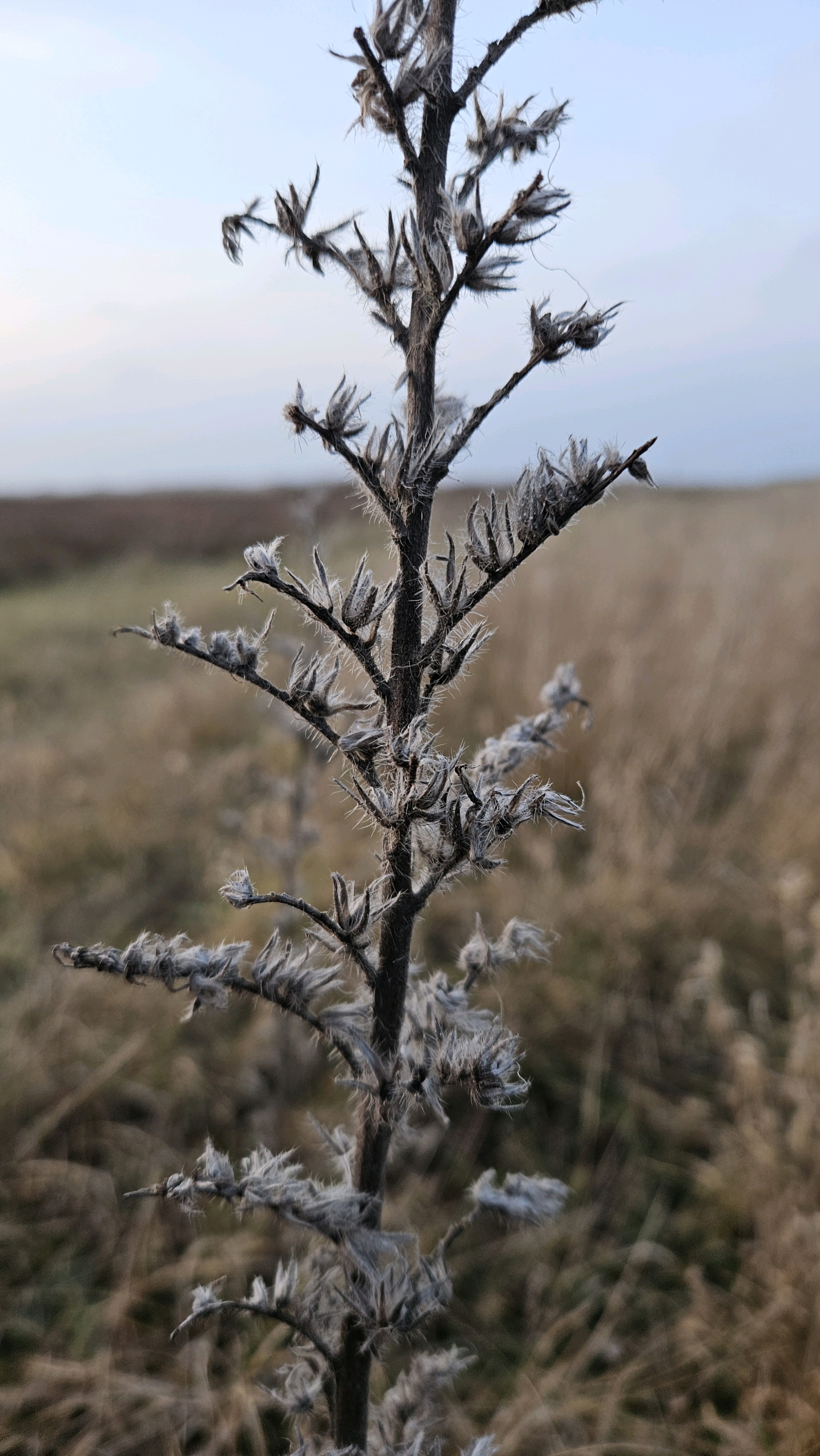 Echium (Viper's-buglosses) (alternate view 2)