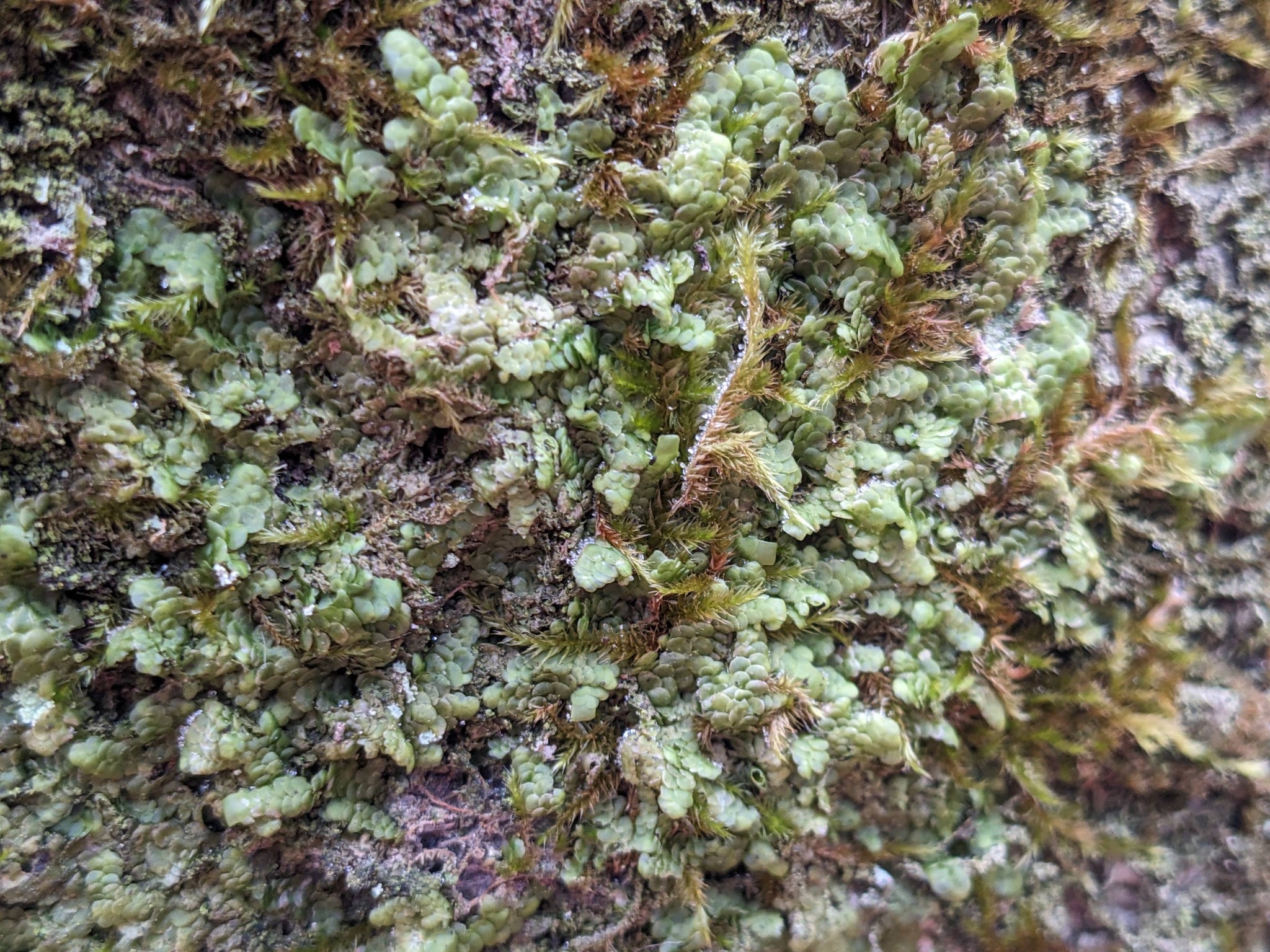 Radula complanata (Flat-leaved Scalewort) (alternate view 10)