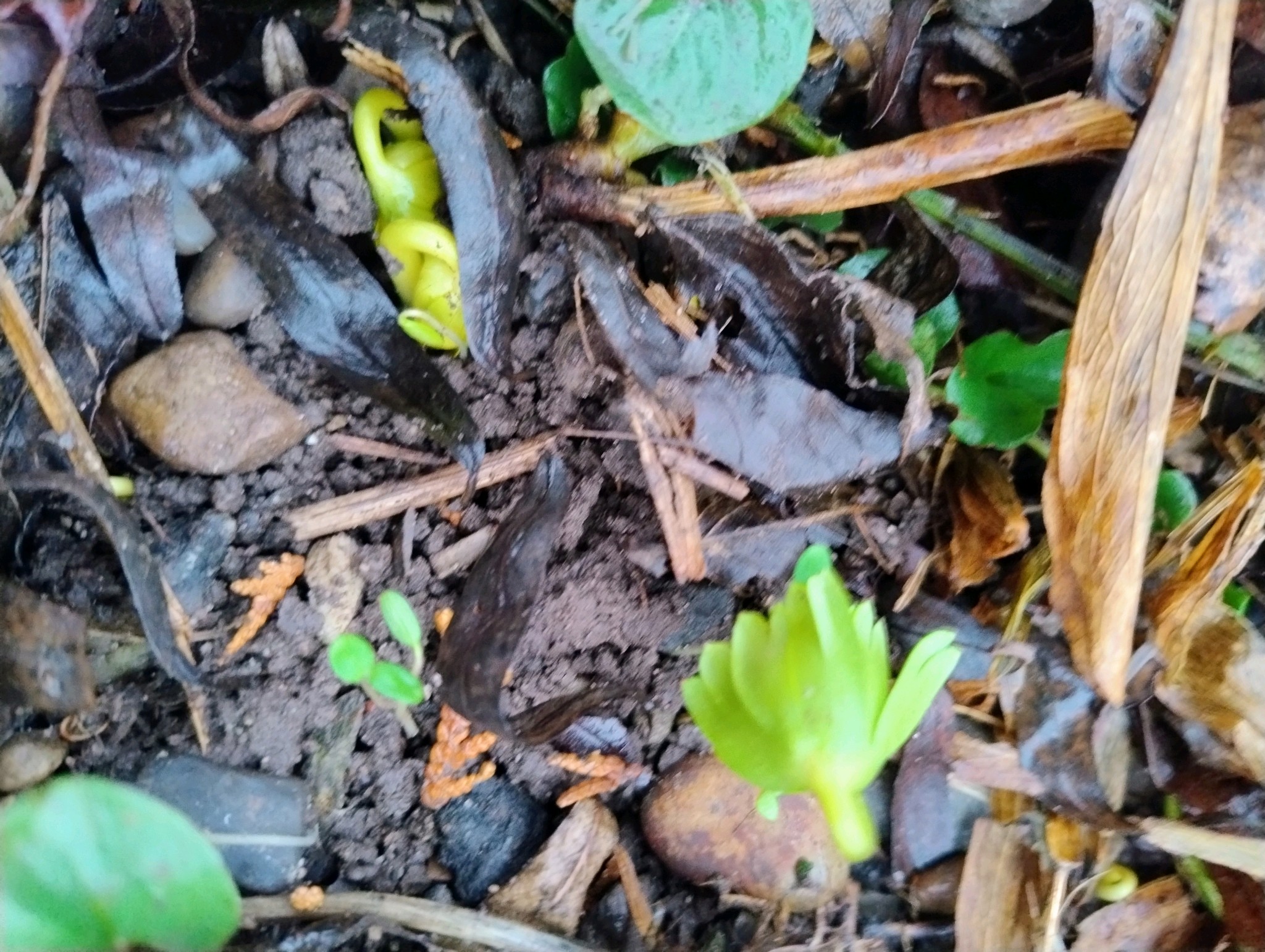 Eranthis hyemalis (Winter Aconite) (alternate view 10)