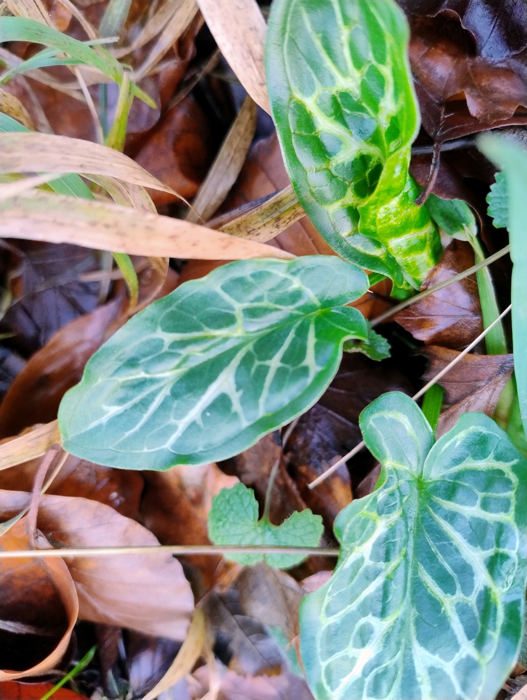 Arum italicum (lords and ladies) (alternate view 13)