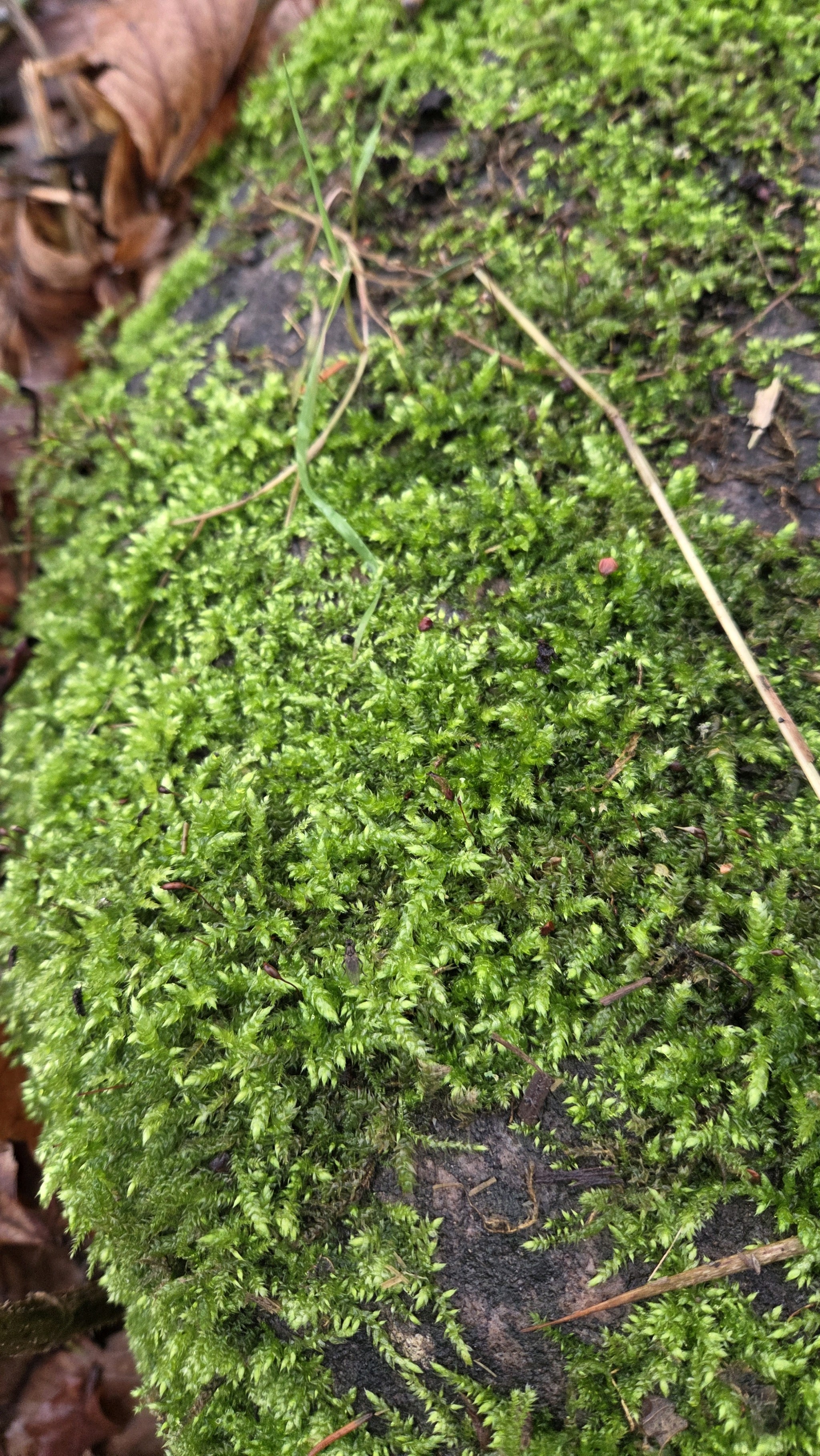 Brachythecium rutabulum (Rough-stalked Feather-moss) (alternate view 14)