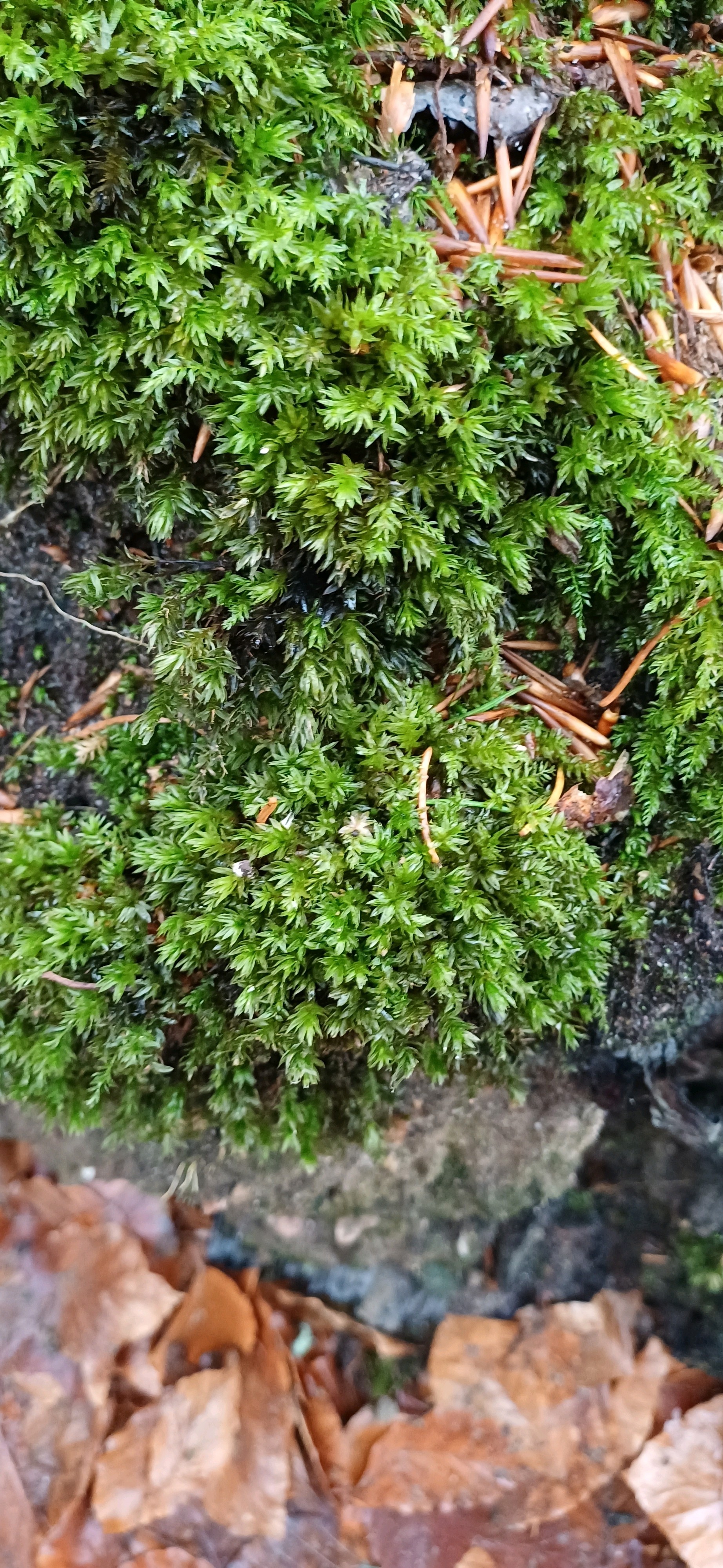 Mnium hornum (Horn Calcareous Moss) (alternate view 11)