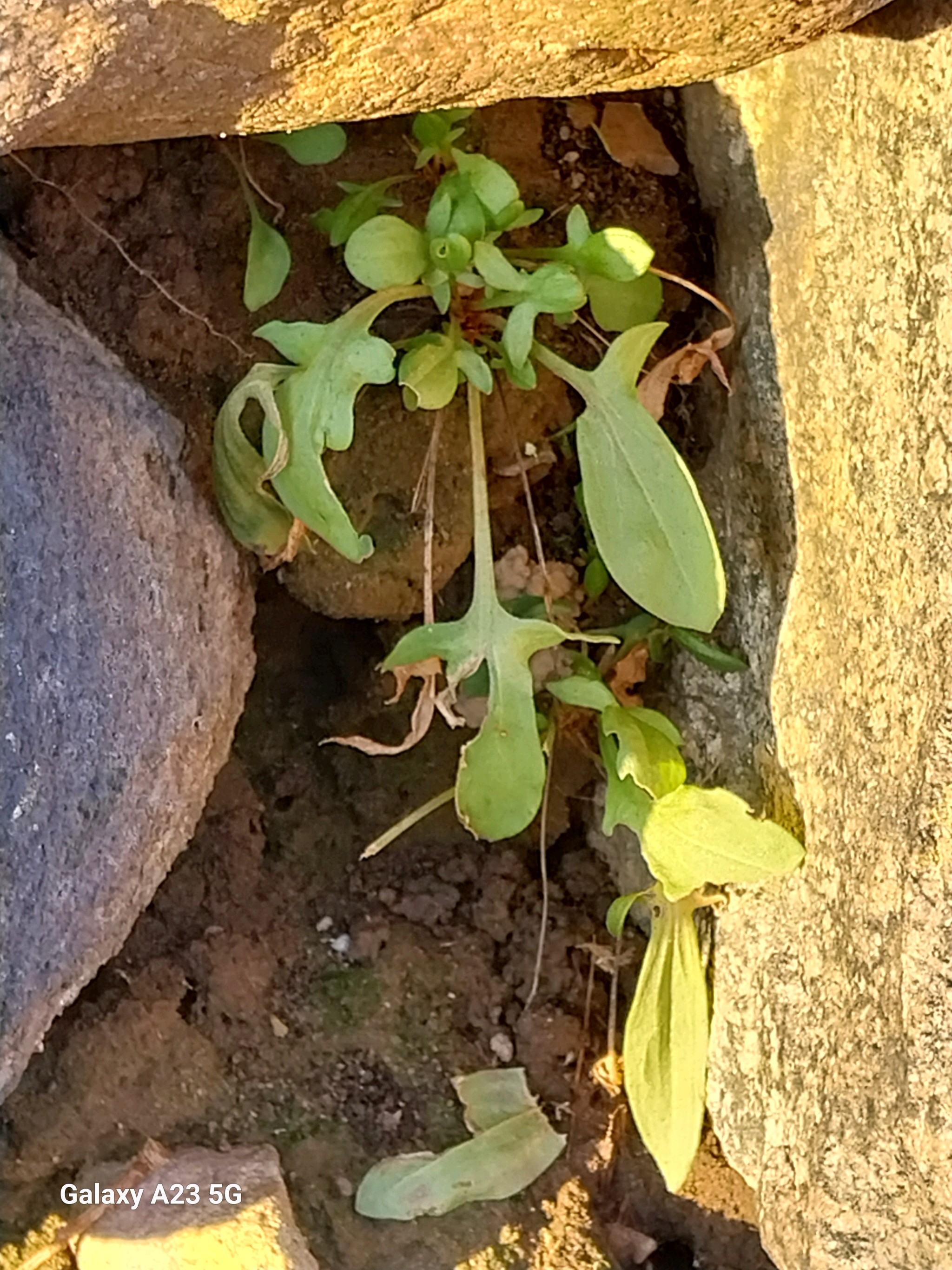 Rumex acetosella (sheep sorrel) (alternate view 11)