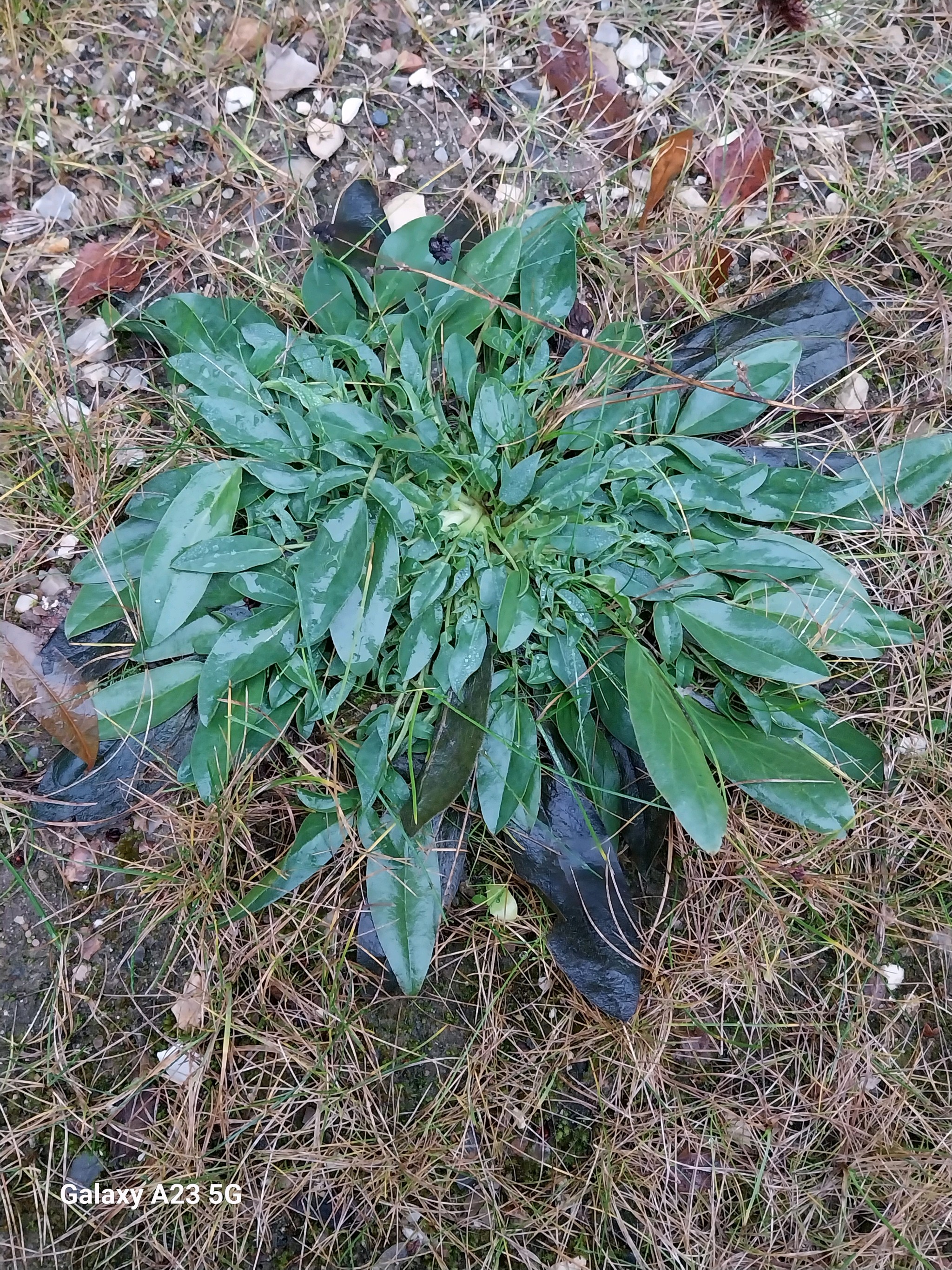 Anthyllis vulneraria (Common Kidney-Vetch) (alternate view 13)