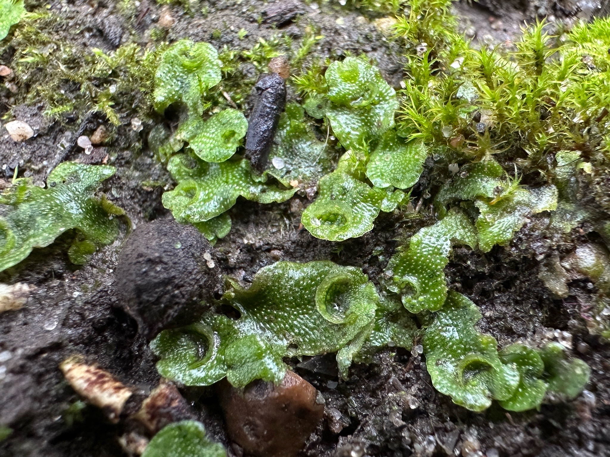 Lunularia cruciata (Crescent-cup liverwort) (alternate view 12)