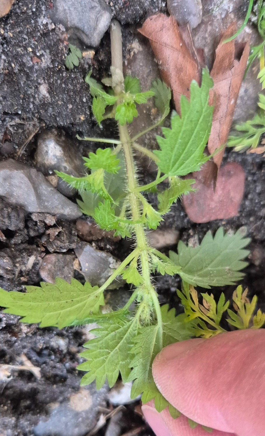 Urtica urens (small nettle) (alternate view 11)