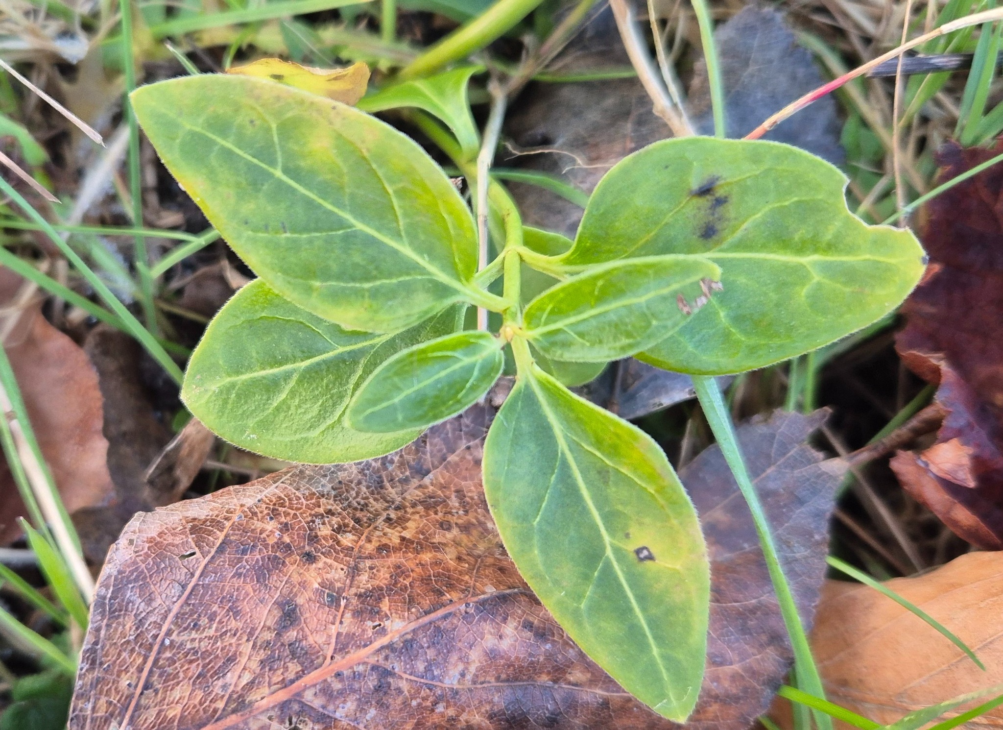 Vinca major (Greater Periwinkle) (alternate view 2)