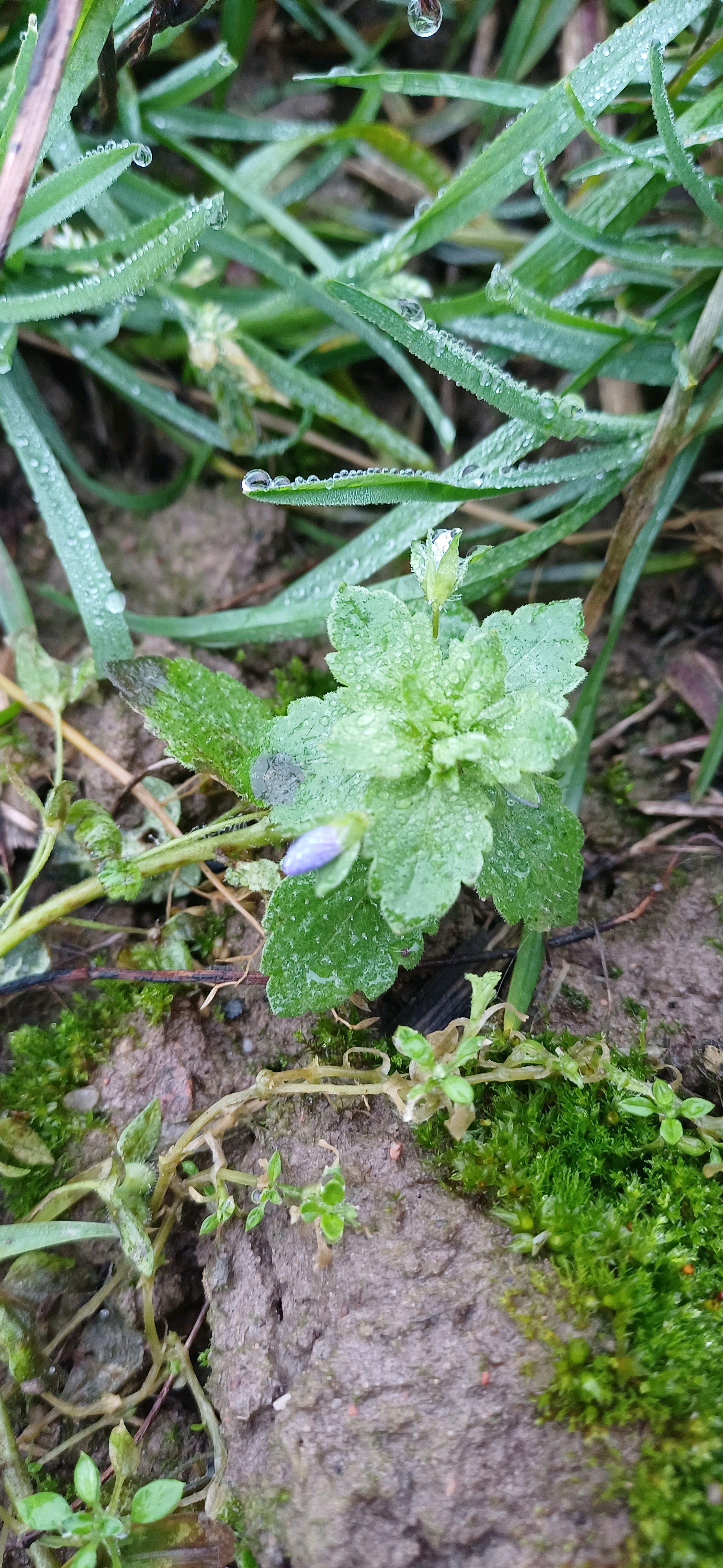 Veronica persica (bird's-eye speedwell) (alternate view 13)