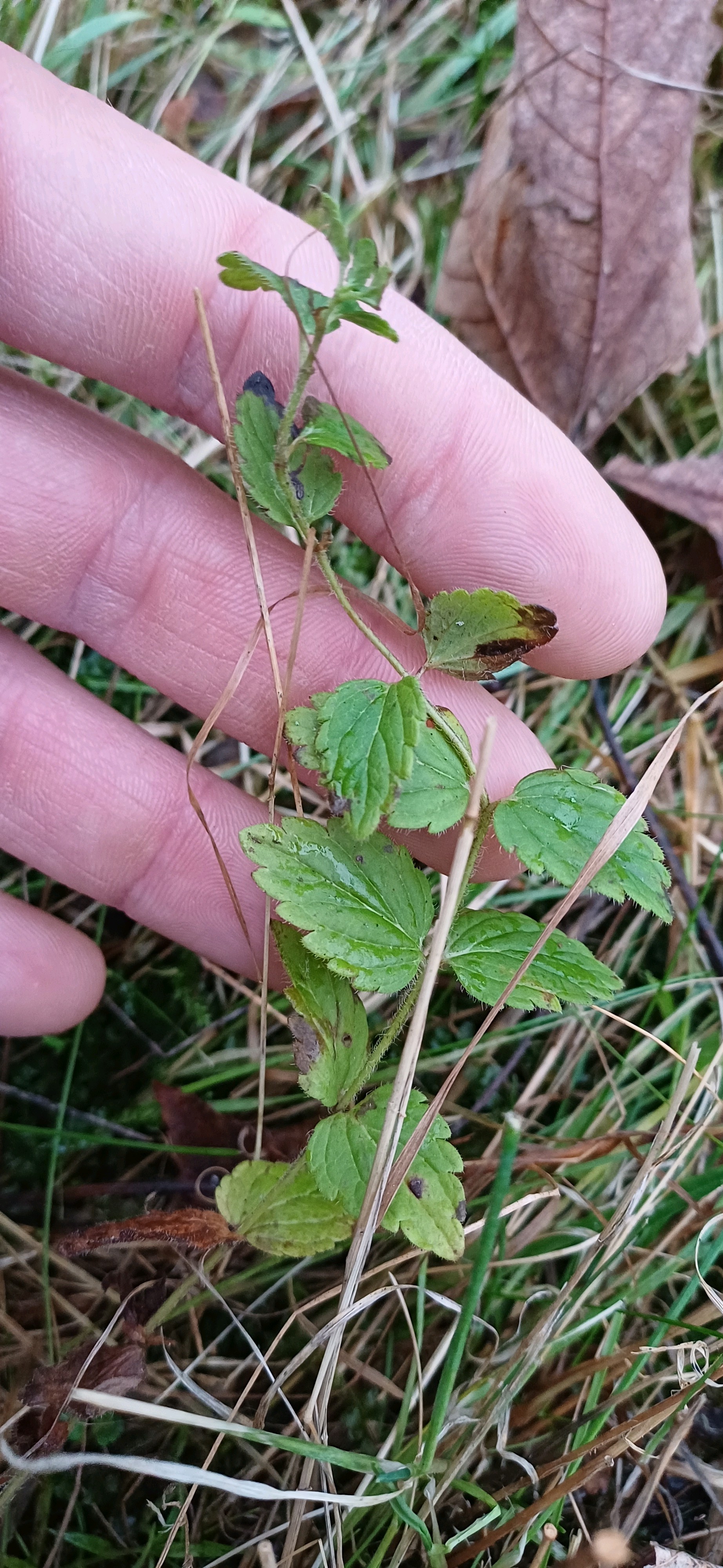 Veronica chamaedrys (Germander Speedwell) (alternate view 11)