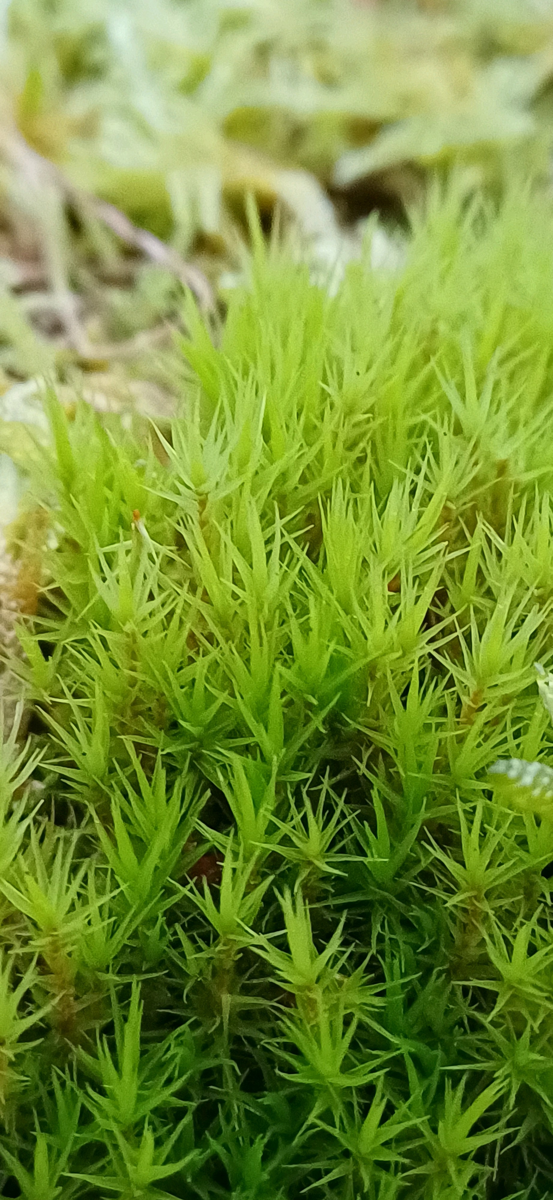 Dicranum scoparium (Broom Forkmoss) (alternate view 11)