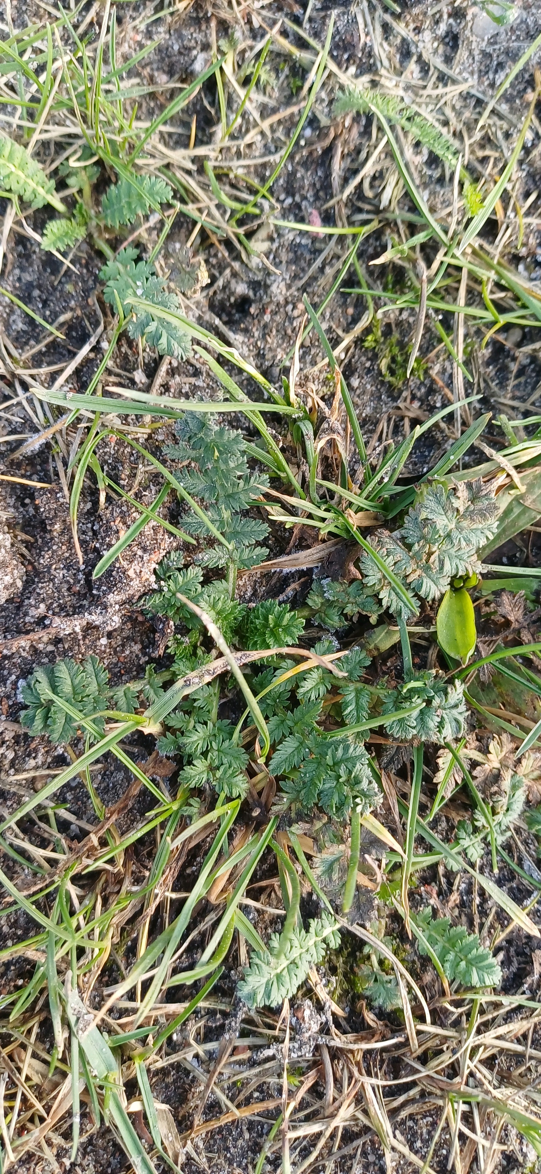 Erodium (stork's-bills) (alternate view 2)