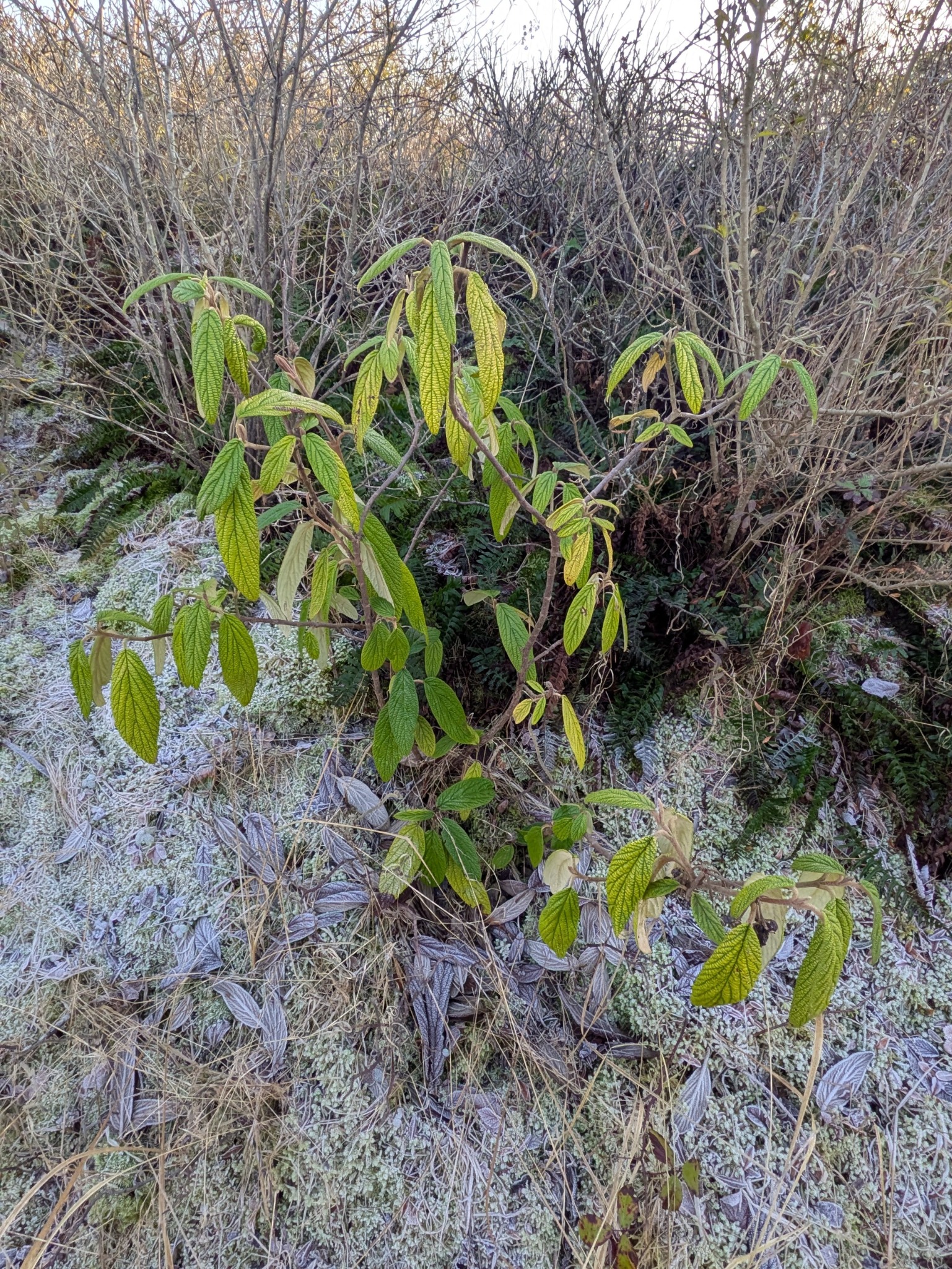 Viburnum (viburnums) (alternate view 2)