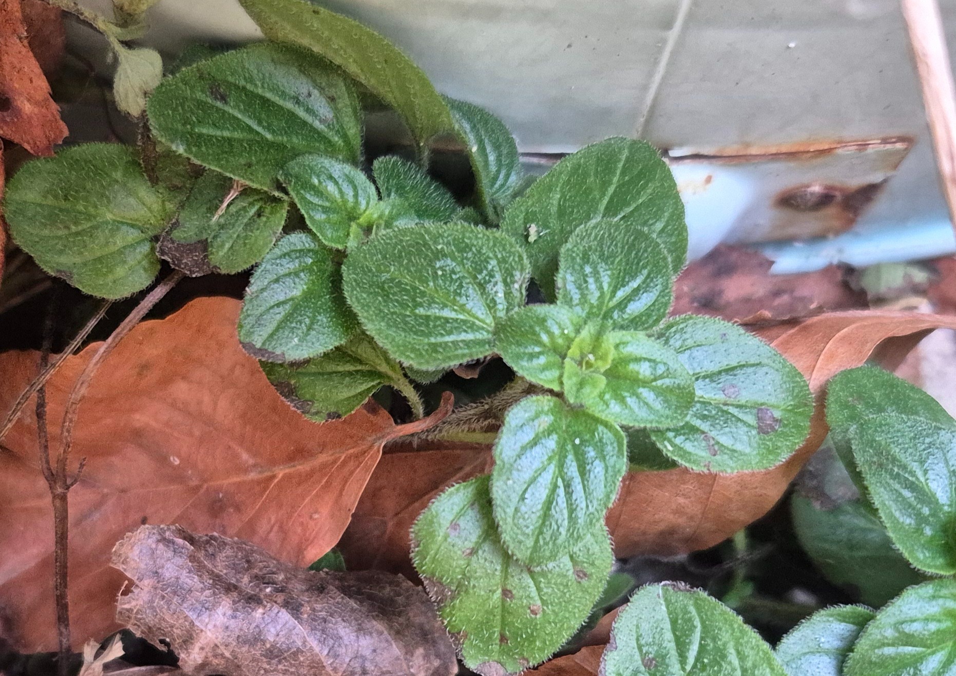 Origanum vulgare (Oregano) (alternate view 12)