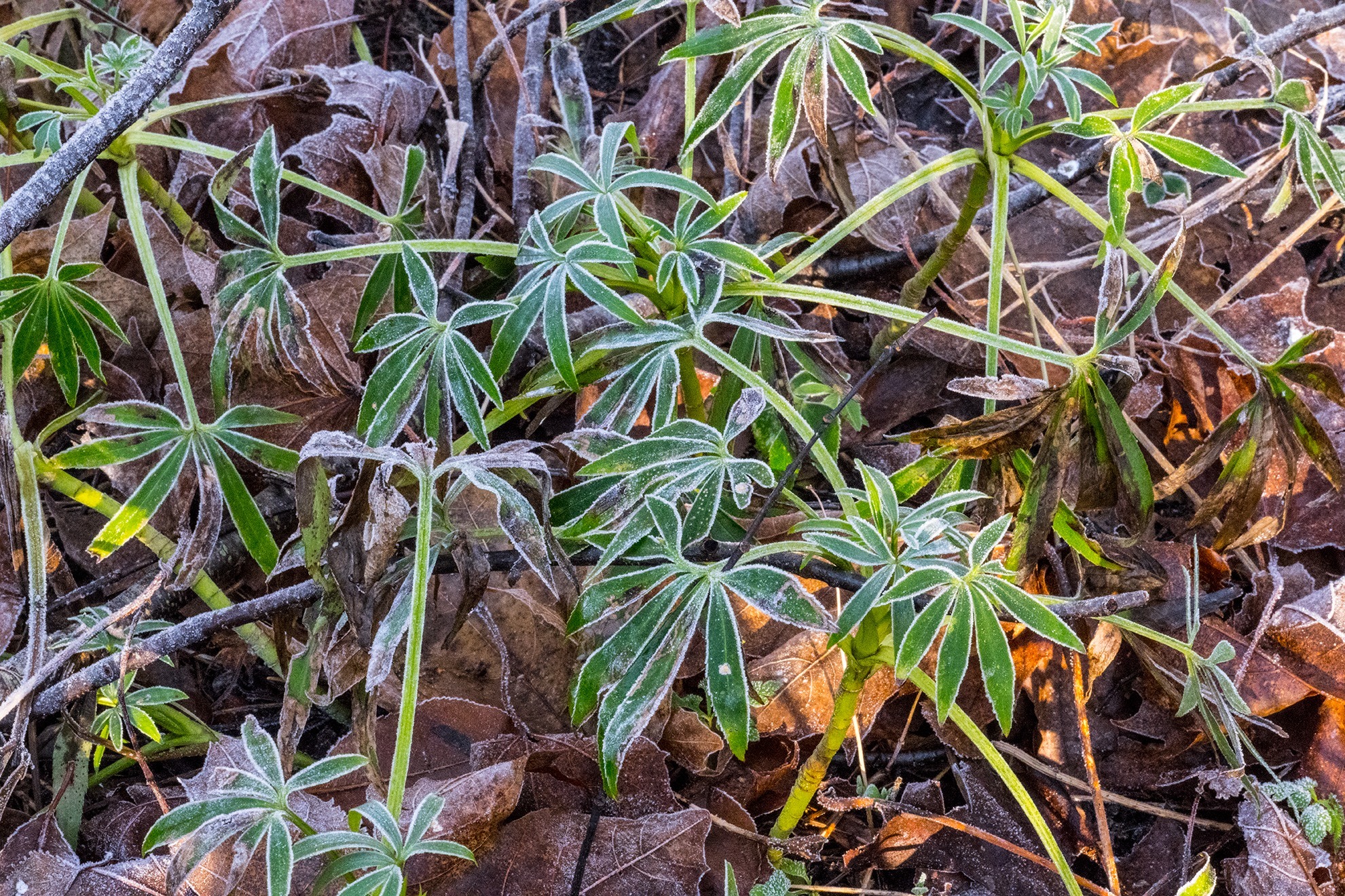 Helleborus foetidus (Stinking hellebore) (alternate view 12)