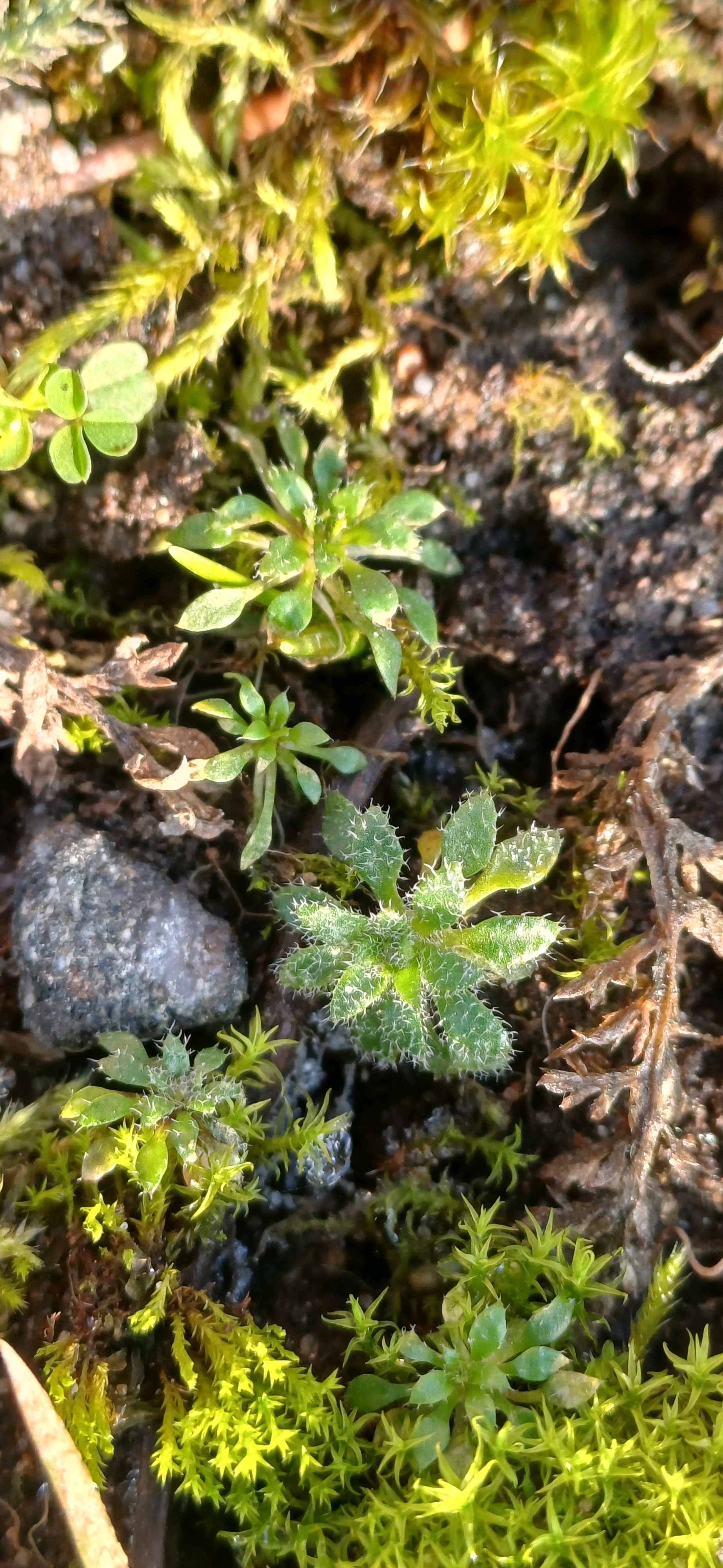 Draba (Drabas) (alternate view 3)