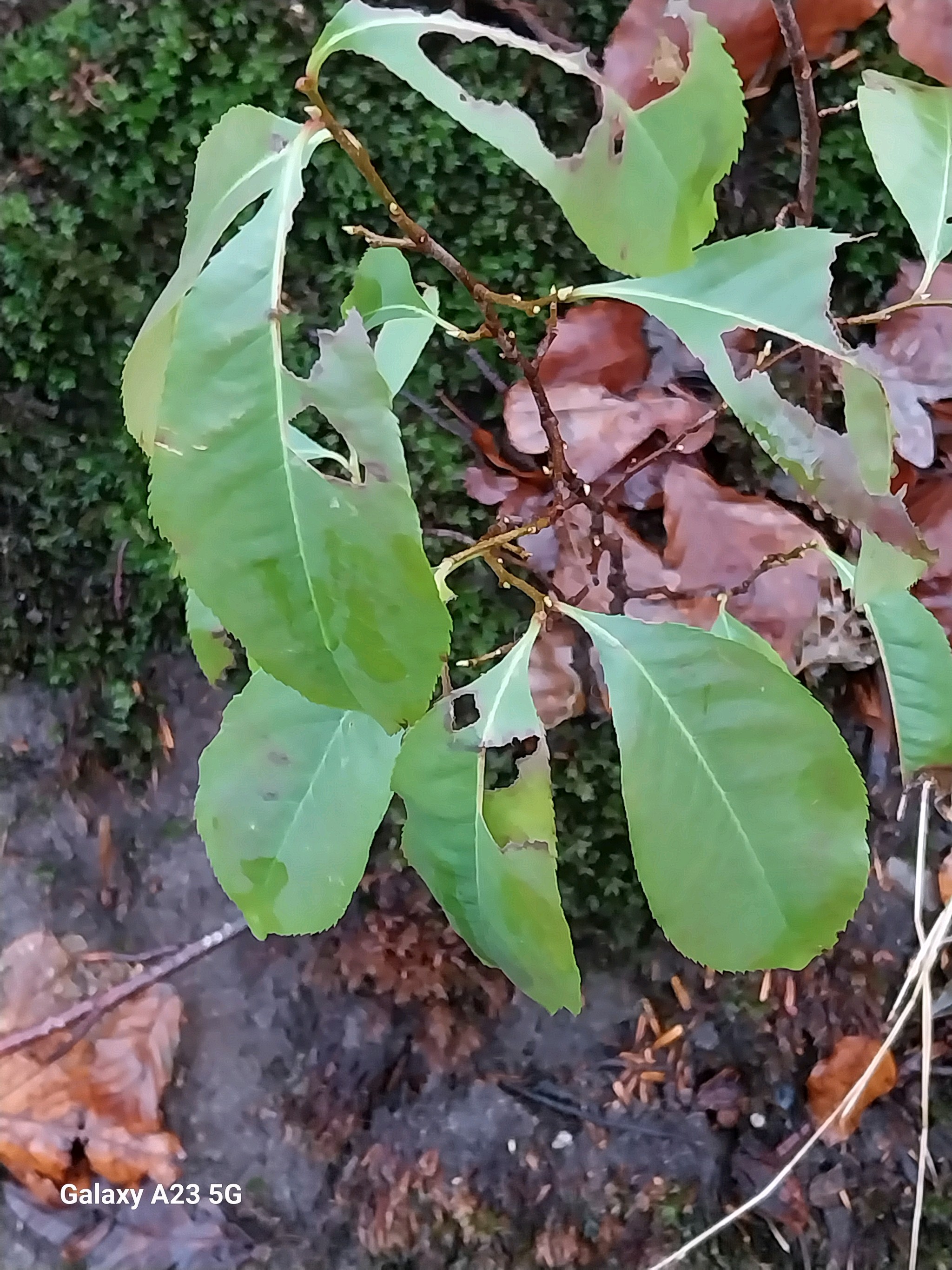 Prunus serotina (Black Cherry) (alternate view 11)