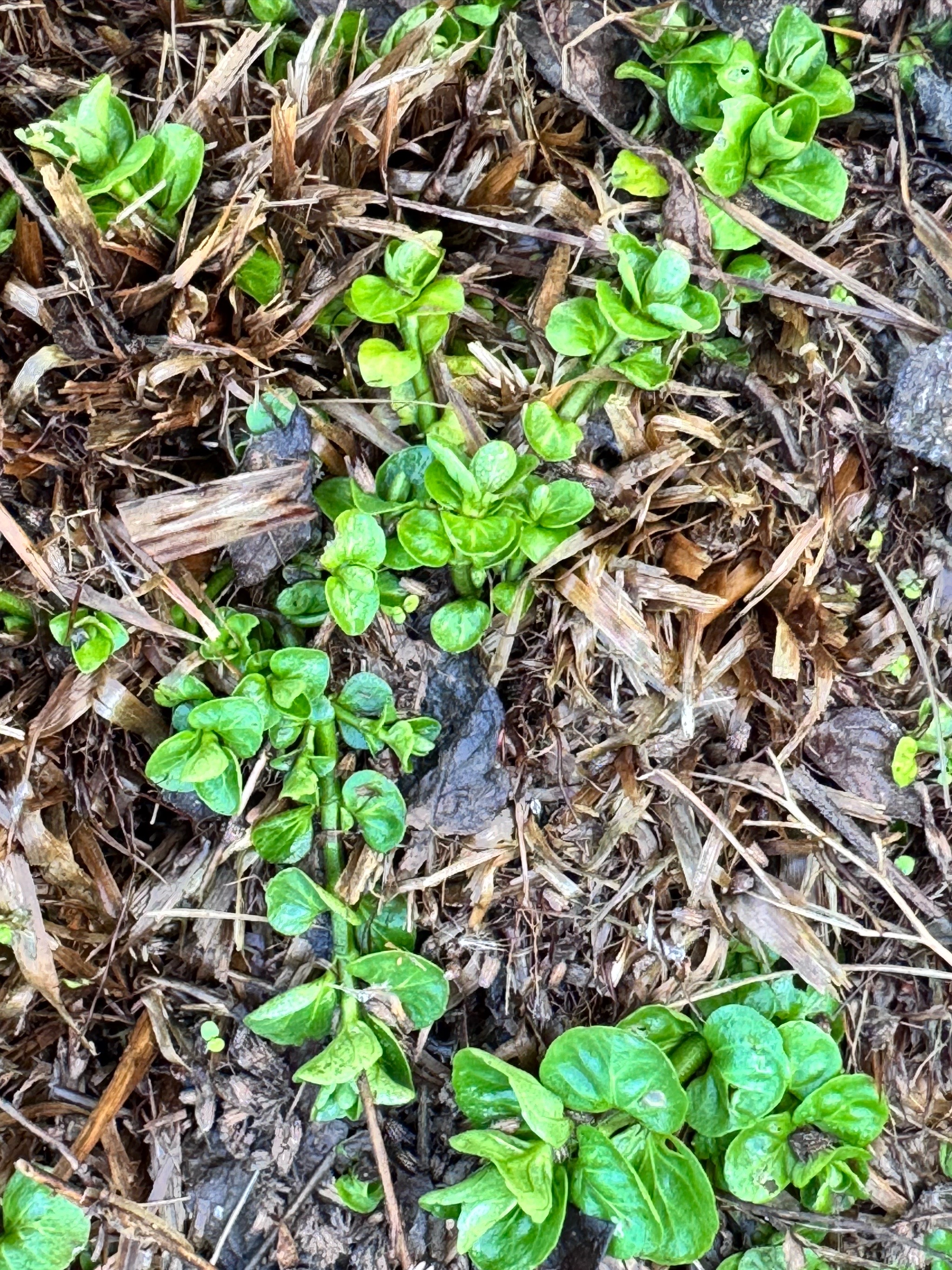Mentha (mints) (alternate view 3)