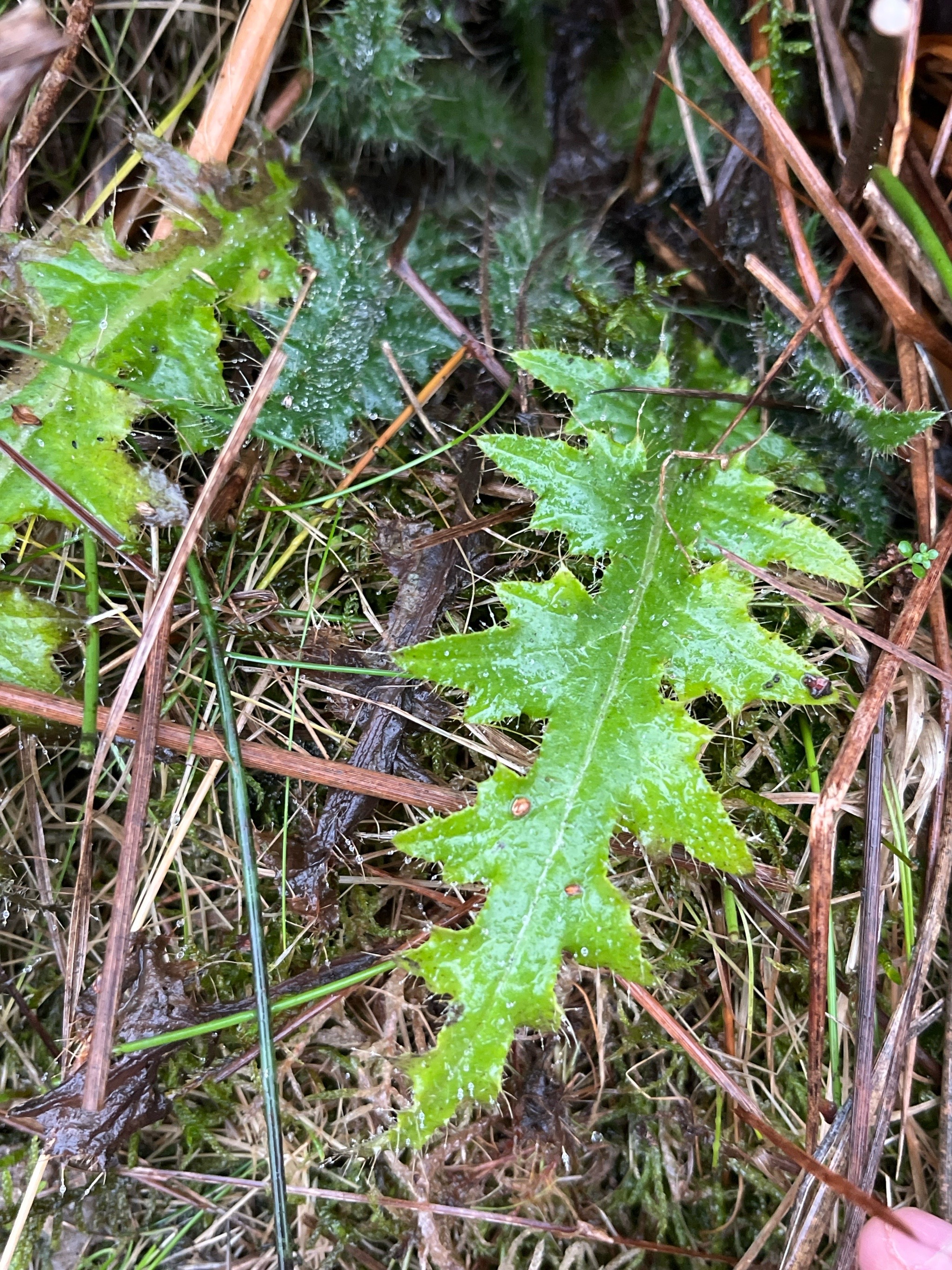 Cirsium palustre (Marsh Thistle) (alternate view 12)