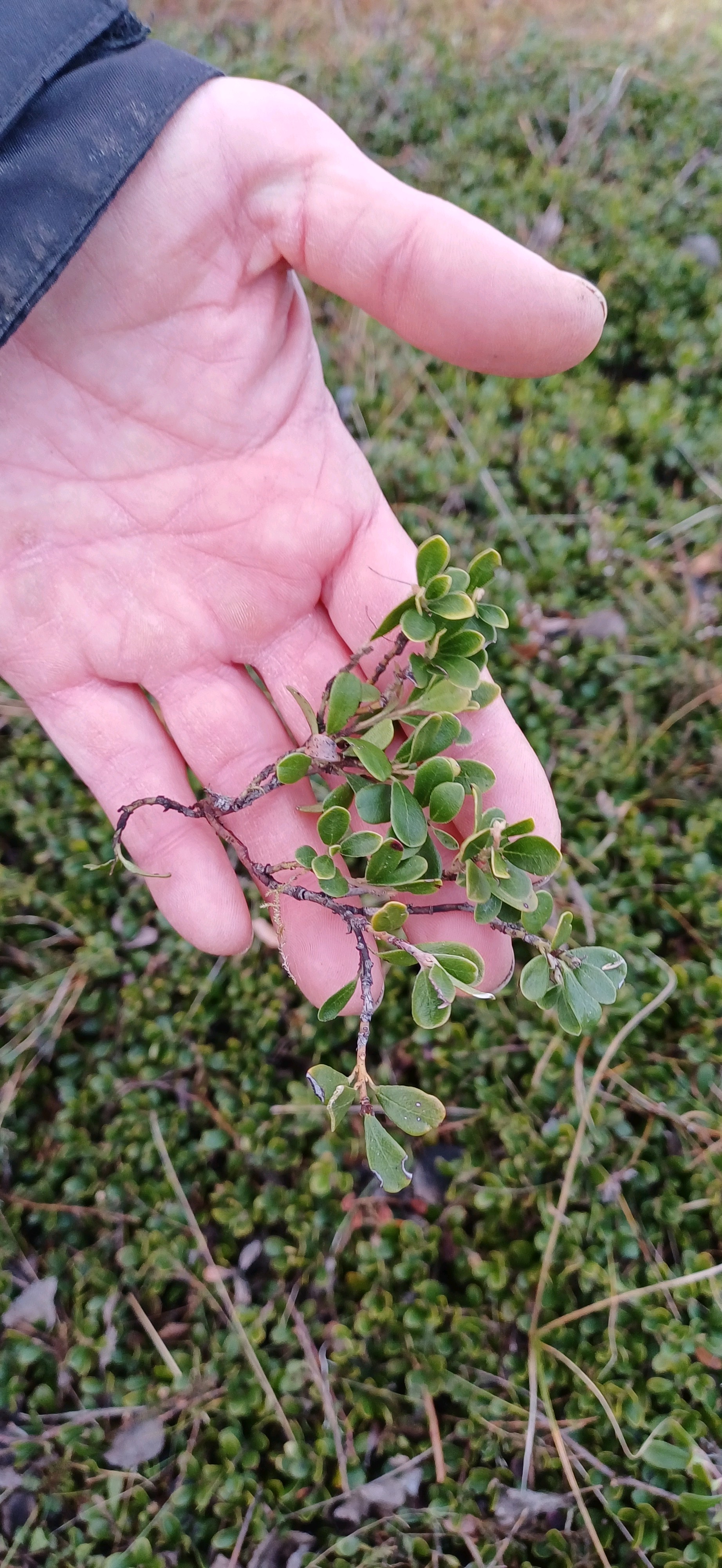 Arctostaphylos (bearberries and manzanitas)