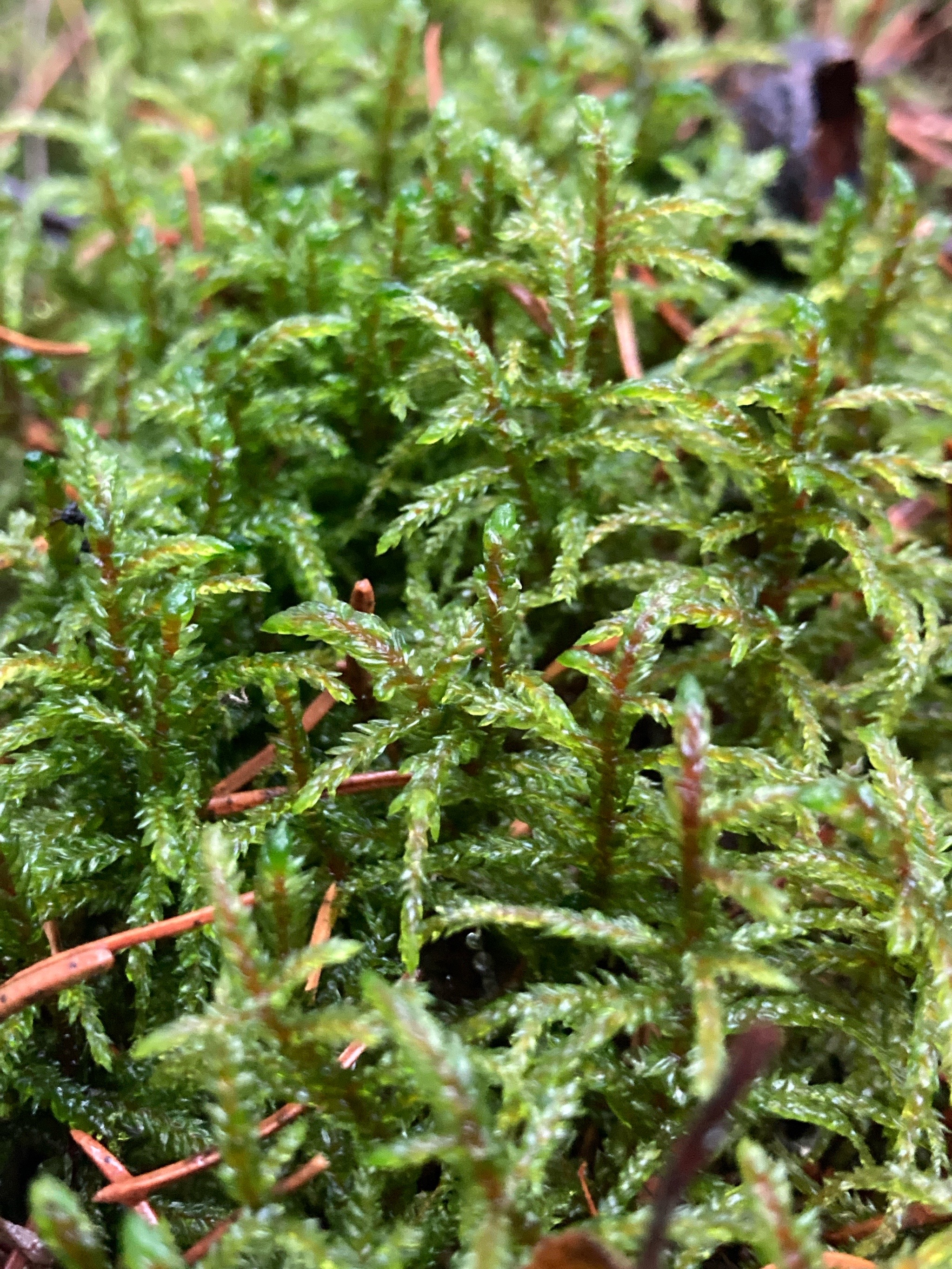 Pleurozium schreberi (Red-stemmed Feather Moss) (alternate view 12)