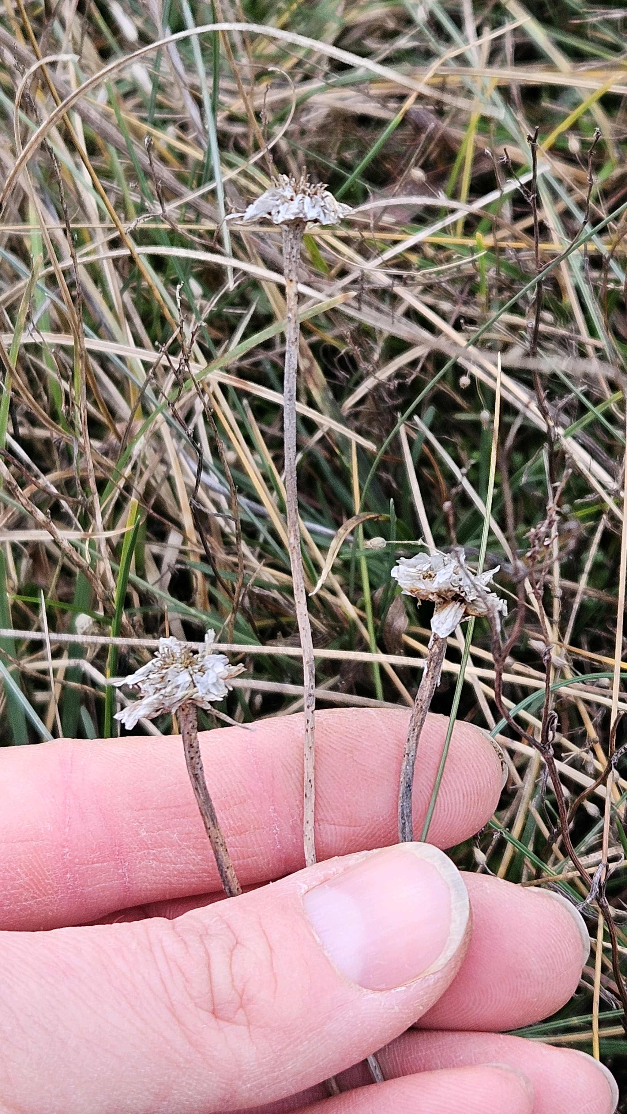 Armeria (Thrift) (alternate view 3)