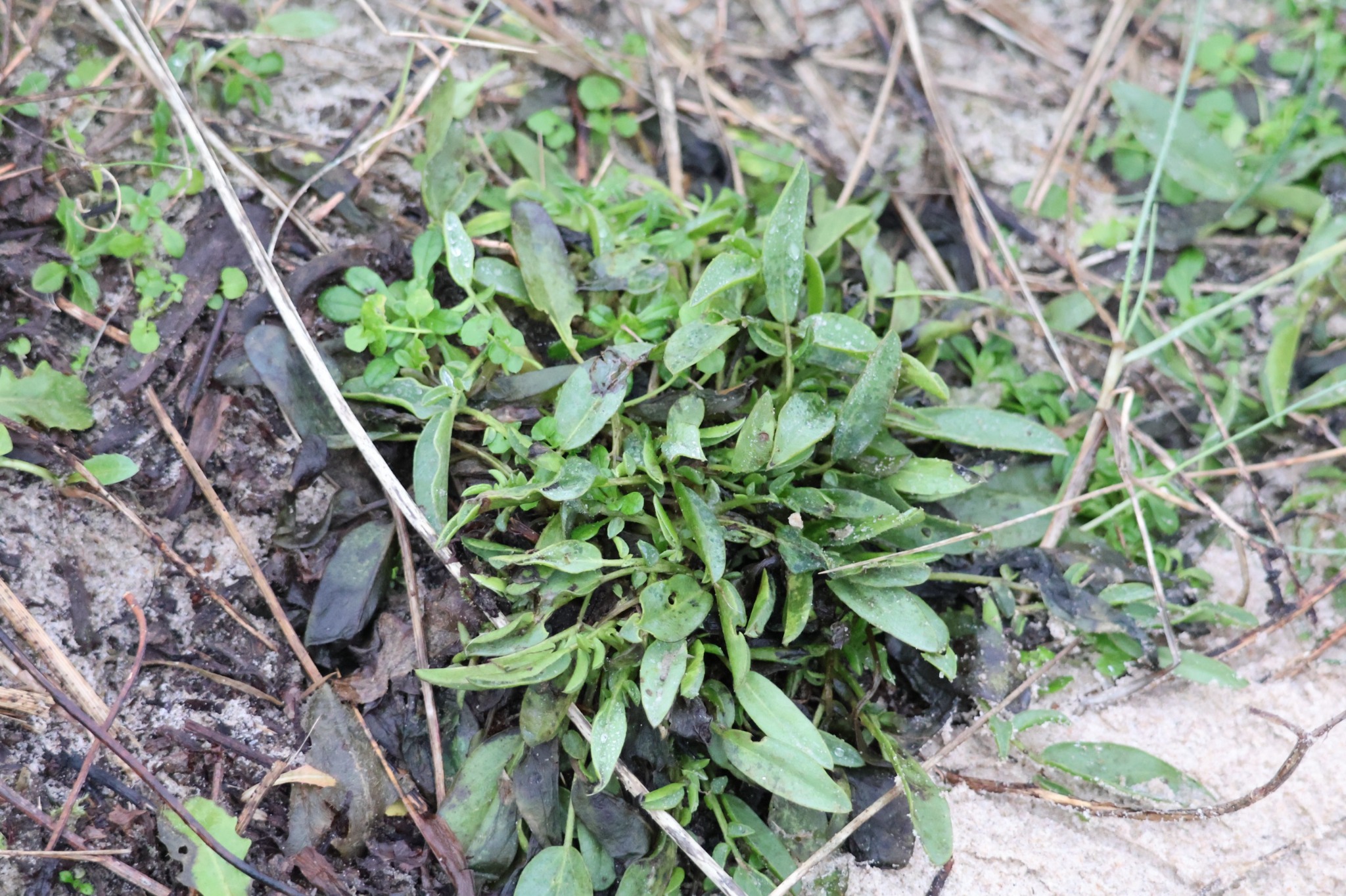 Anthyllis vulneraria (Common Kidney-Vetch) (alternate view 12)