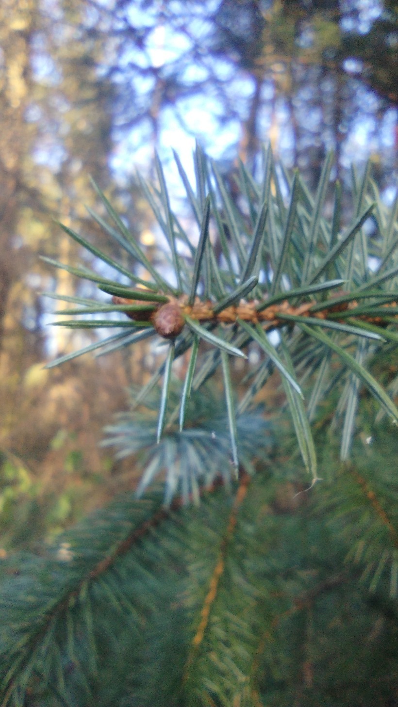 Picea sitchensis (Sitka Spruce) (alternate view 8)