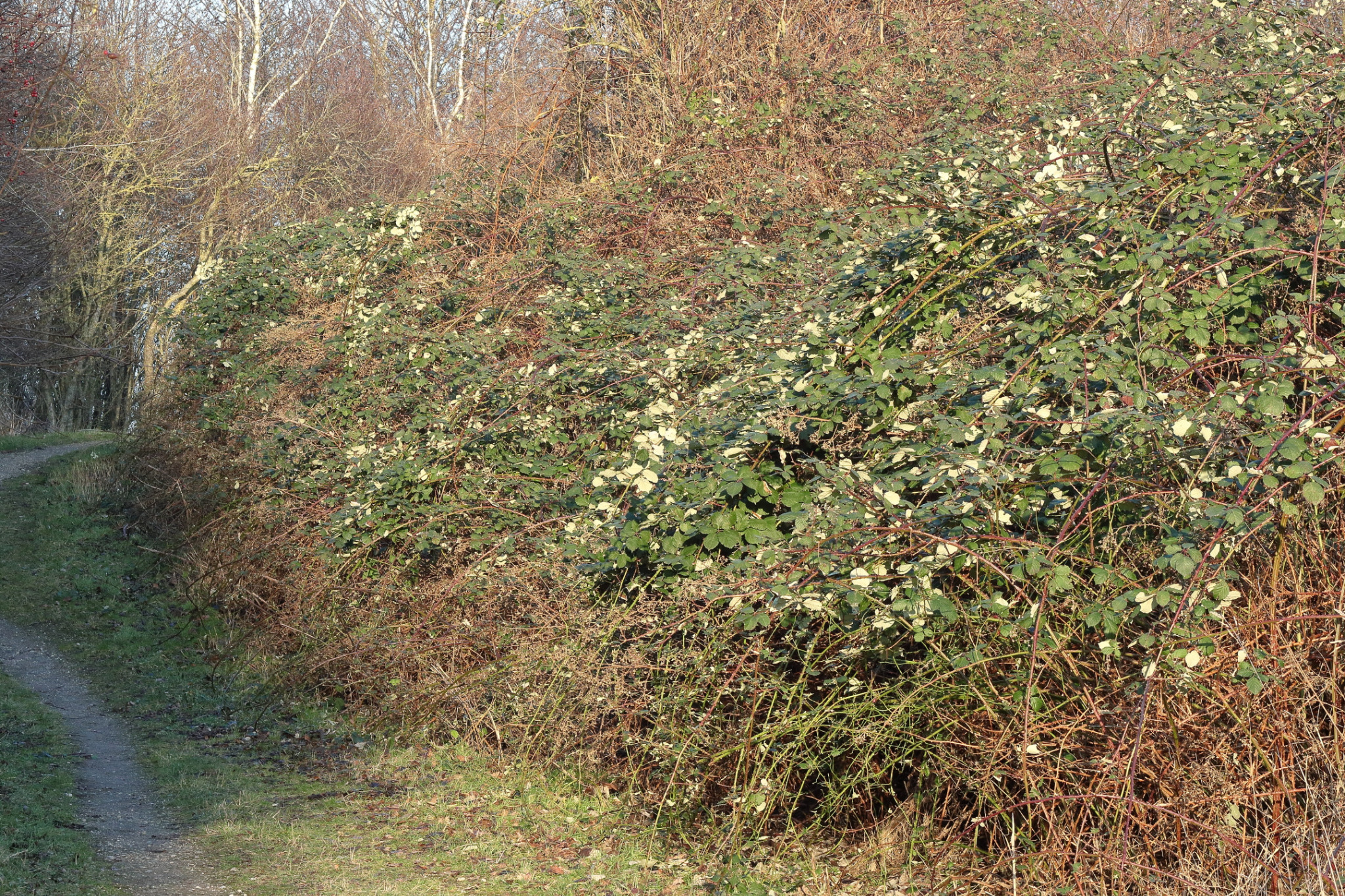 Rubus armeniacus (Himalayan blackberry) (alternate view 11)