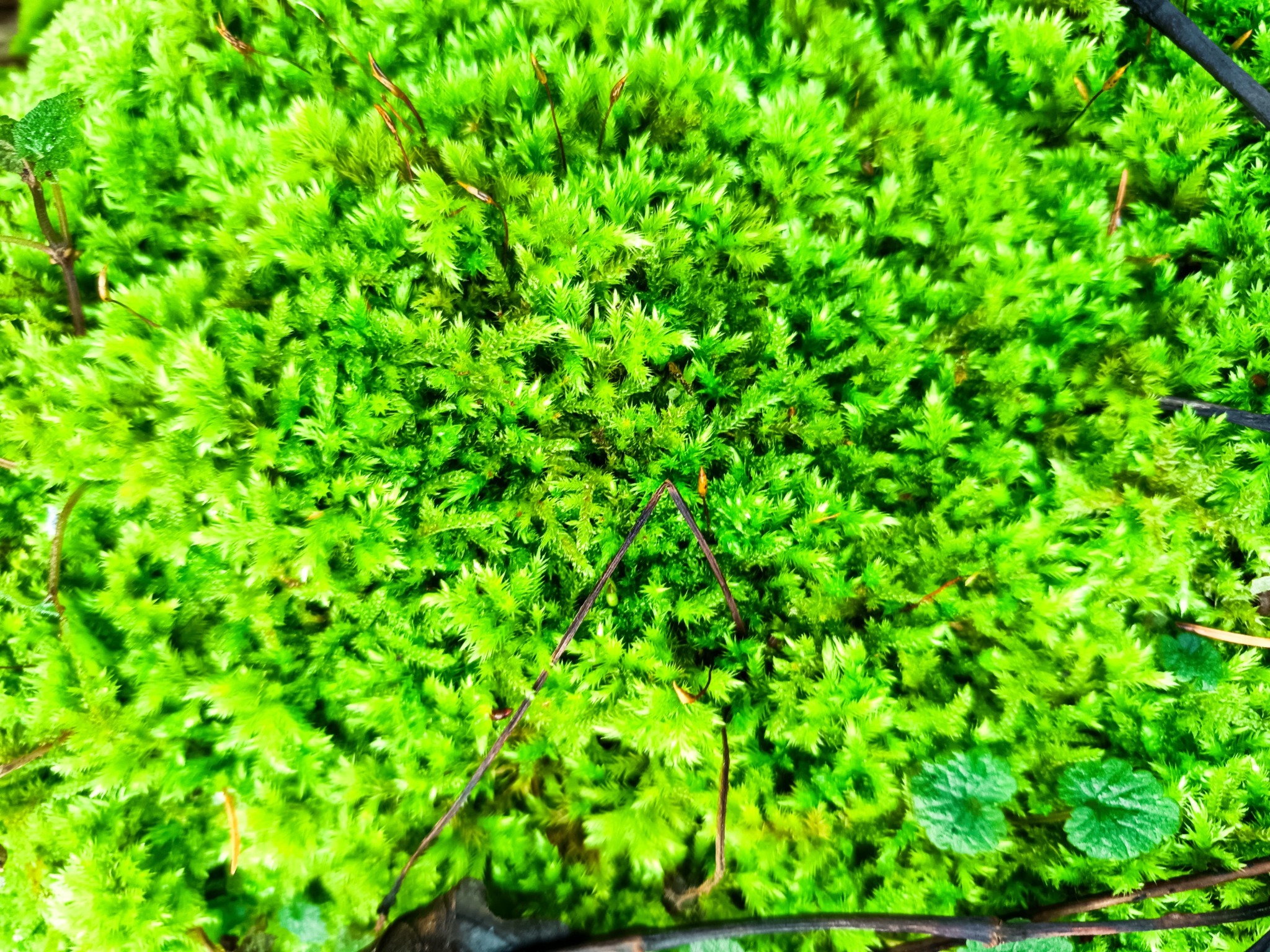 Homalothecium (homalothecium mosses)