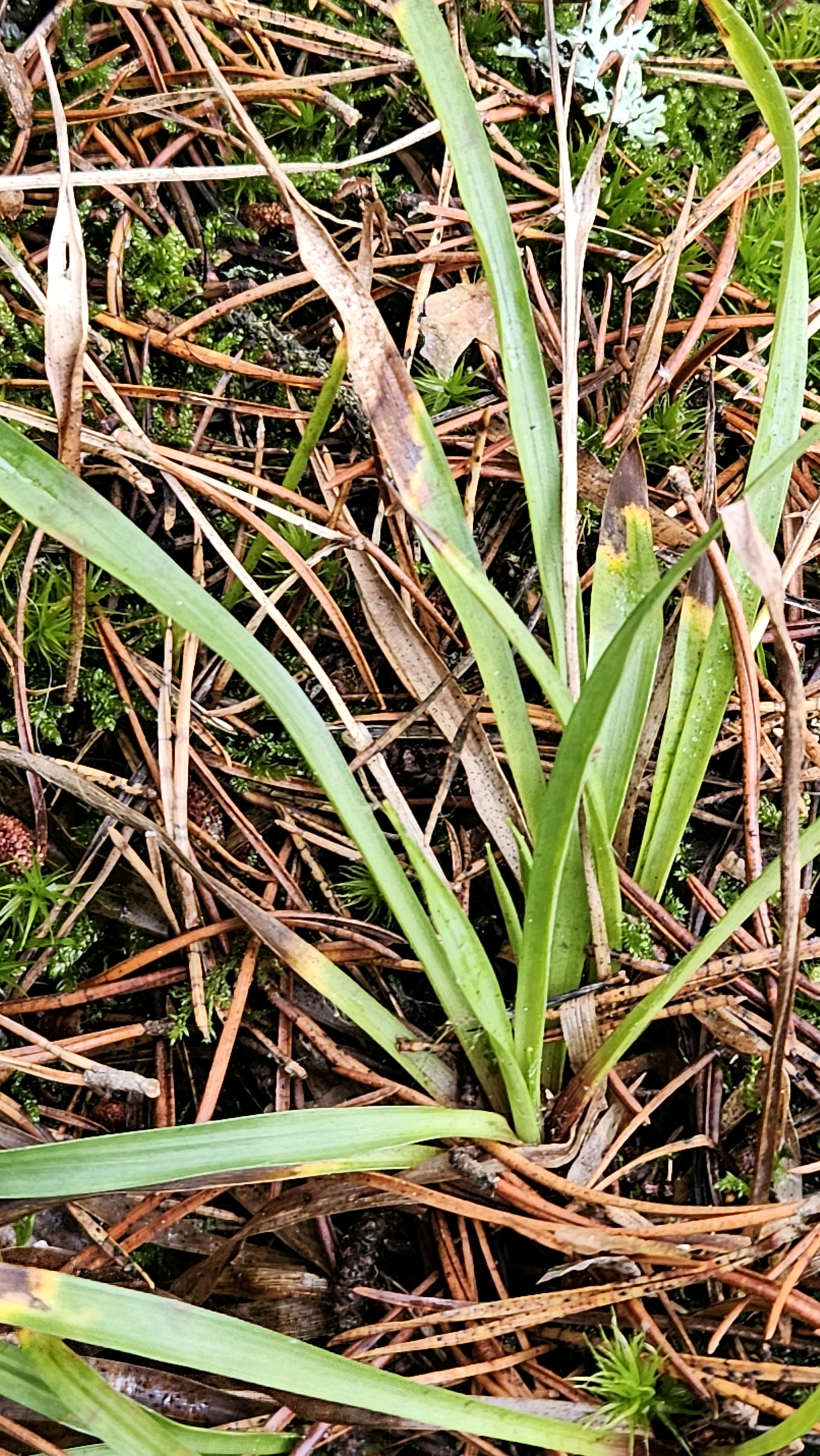 Luzula (woodrushes) (alternate view 2)