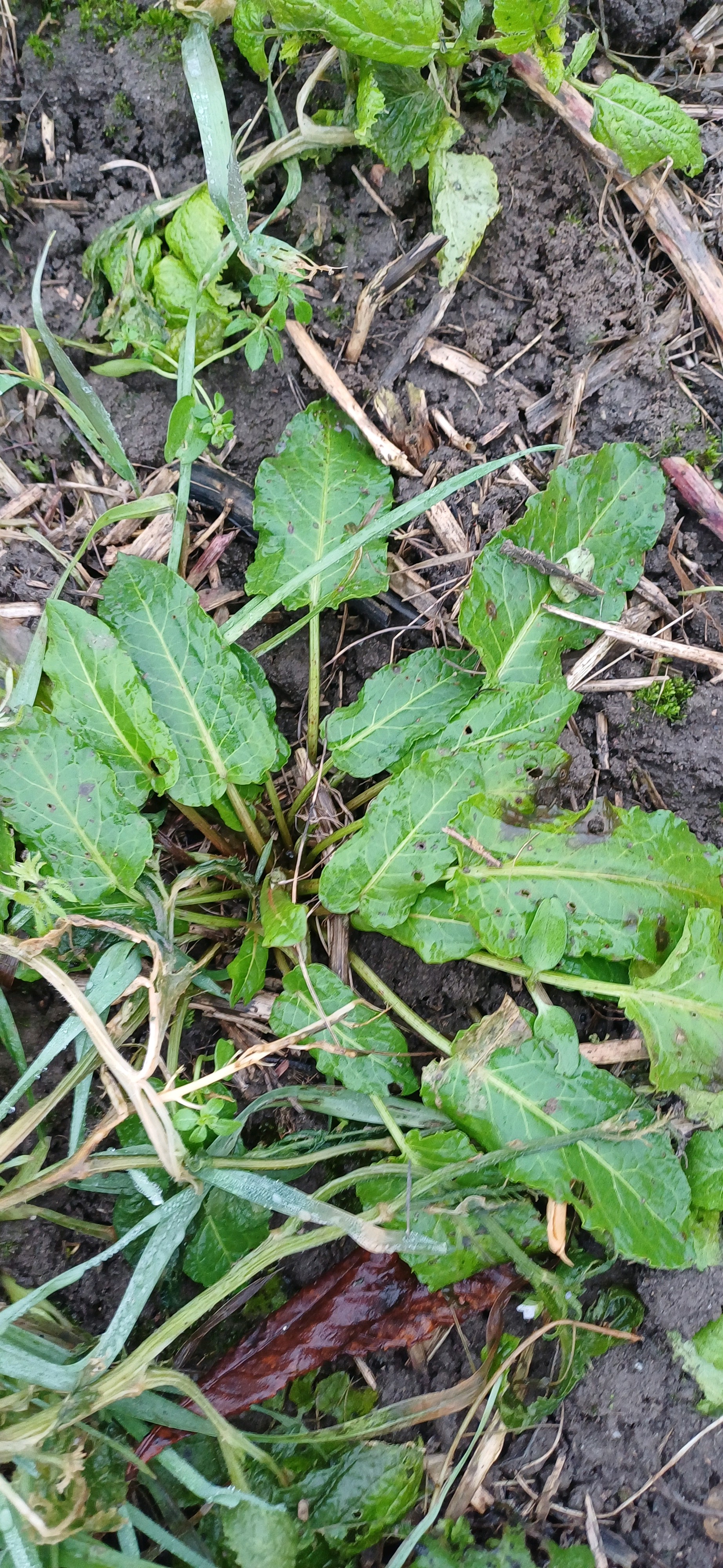 Rumex obtusifolius (broad-leaved dock) (alternate view 15)