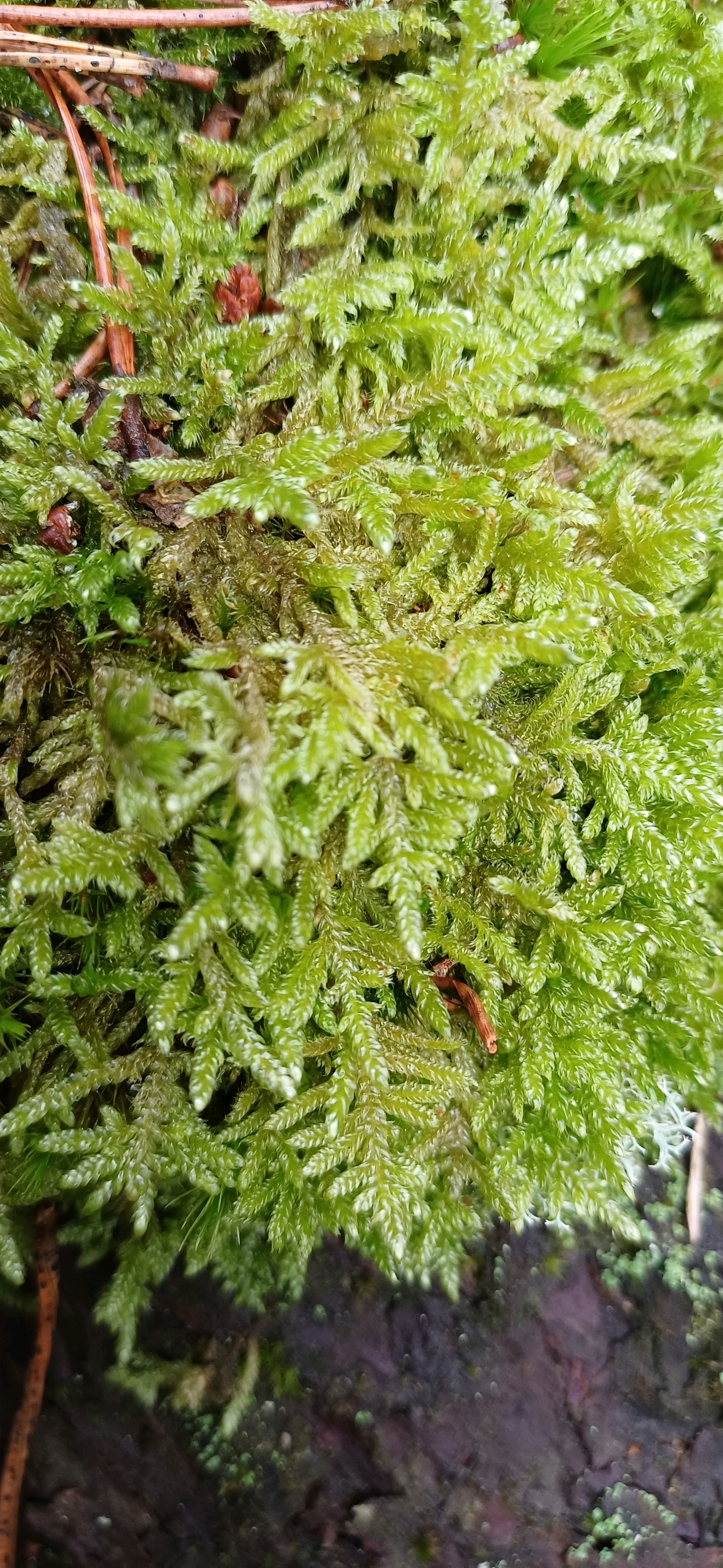 Hypnum jutlandicum (Heath Plait-moss) (alternate view 11)