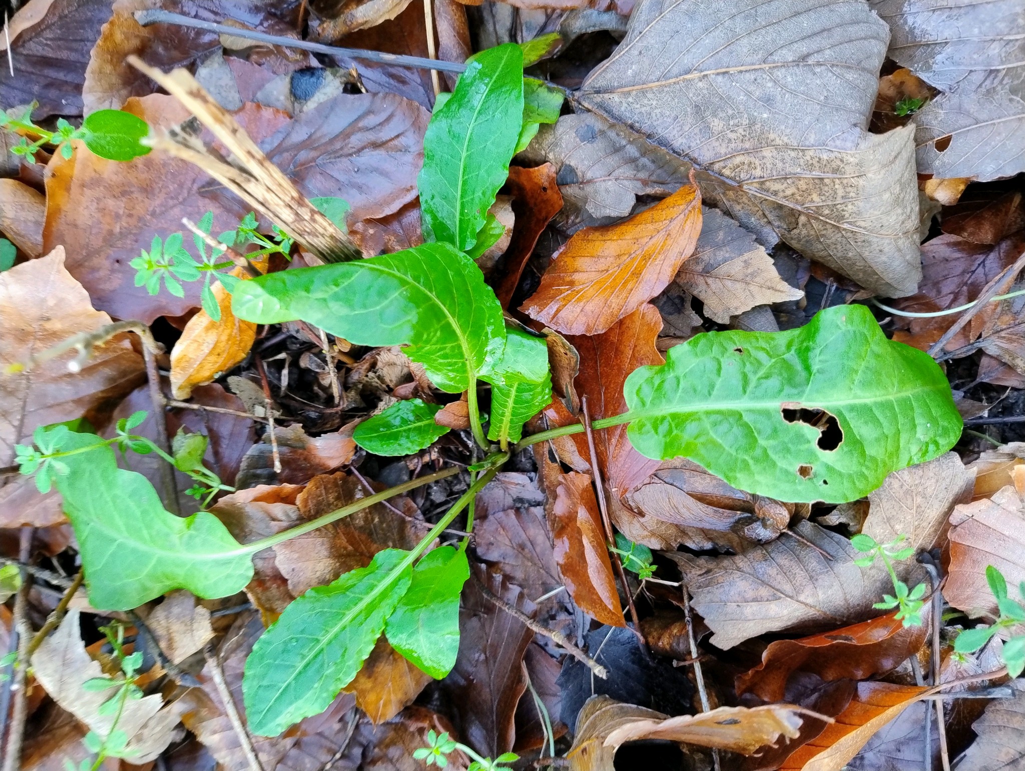 Rumex sanguineus (Wood Dock) (alternate view 12)