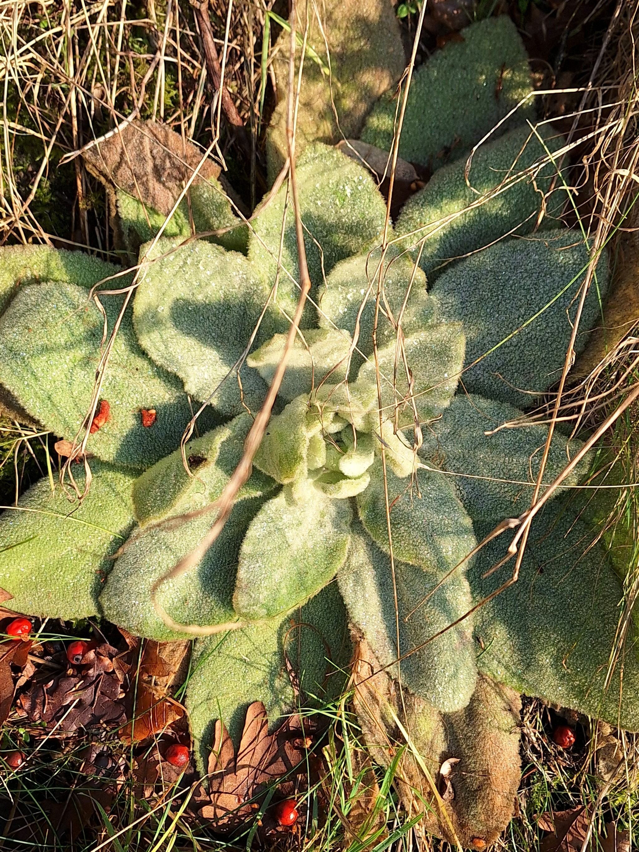 Verbascum thapsus (common mullein) (alternate view 12)