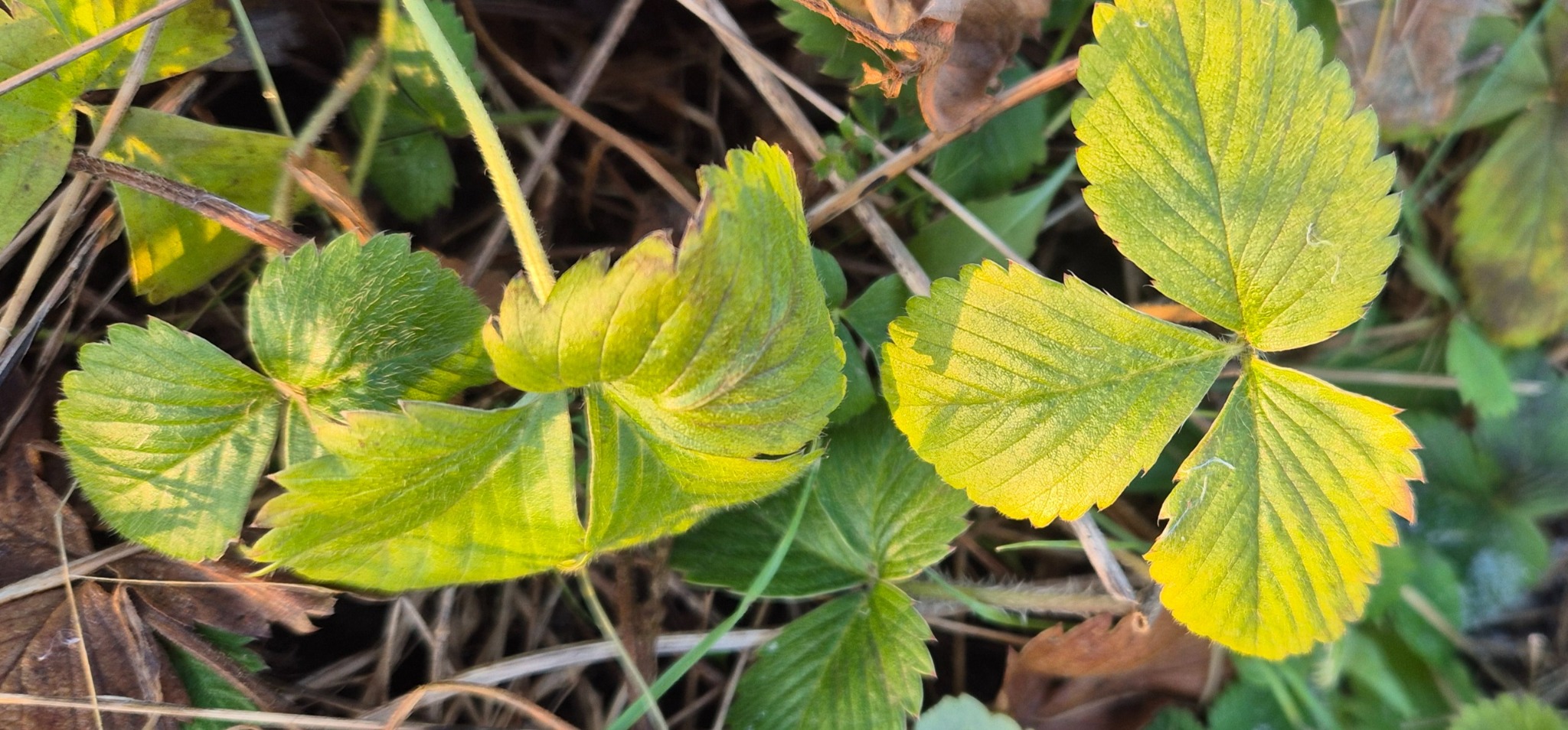 Fragaria vesca (Woodland Strawberry) (alternate view 2)